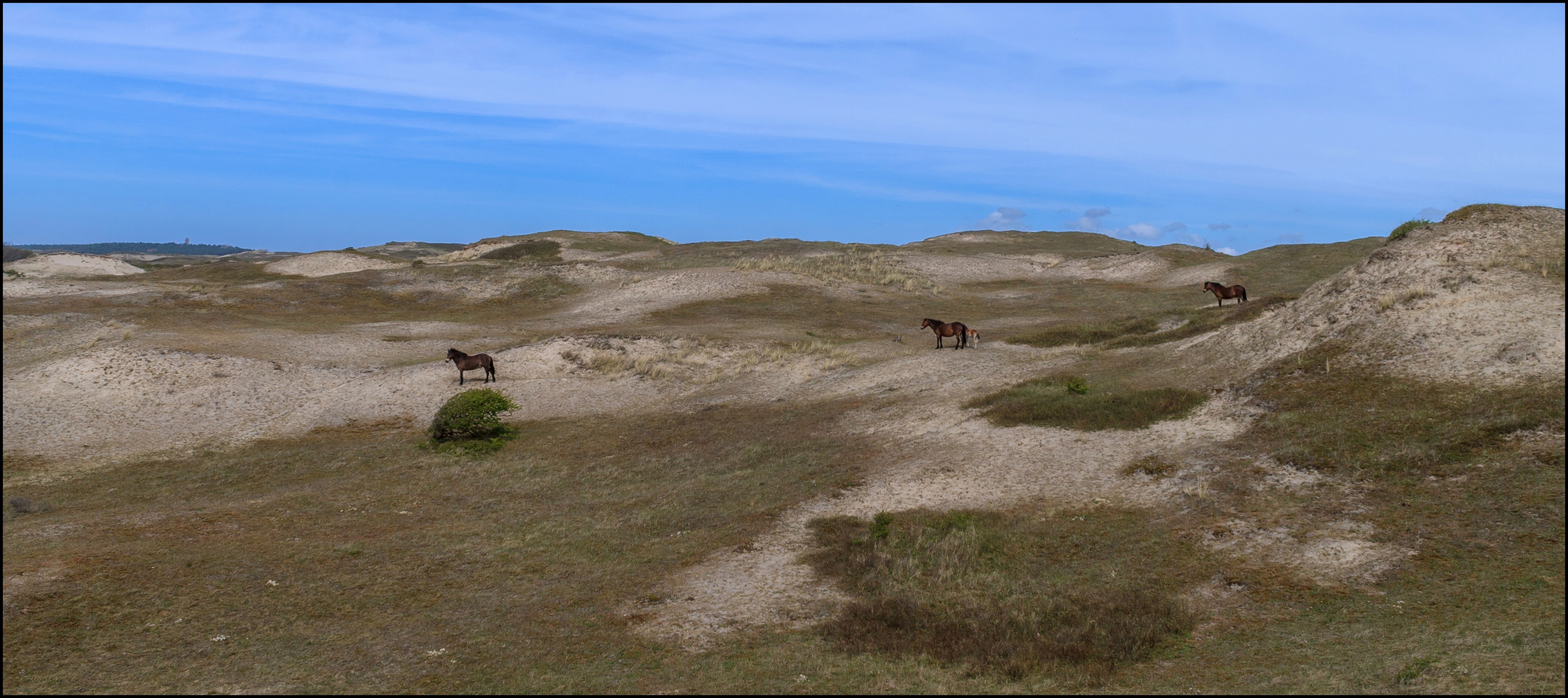 Paarden in het duingebied.
