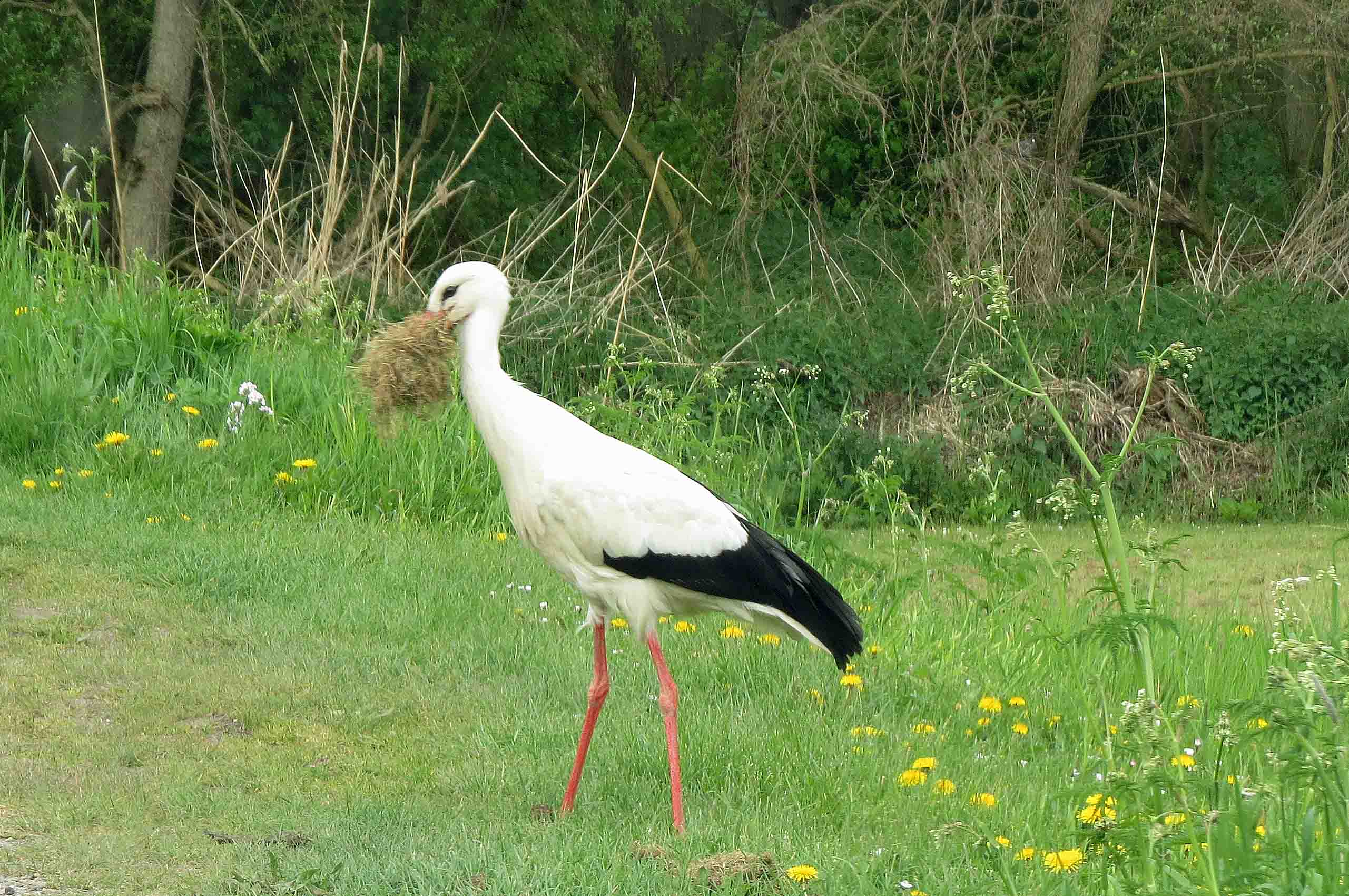 Even wat nestmateriaal halen