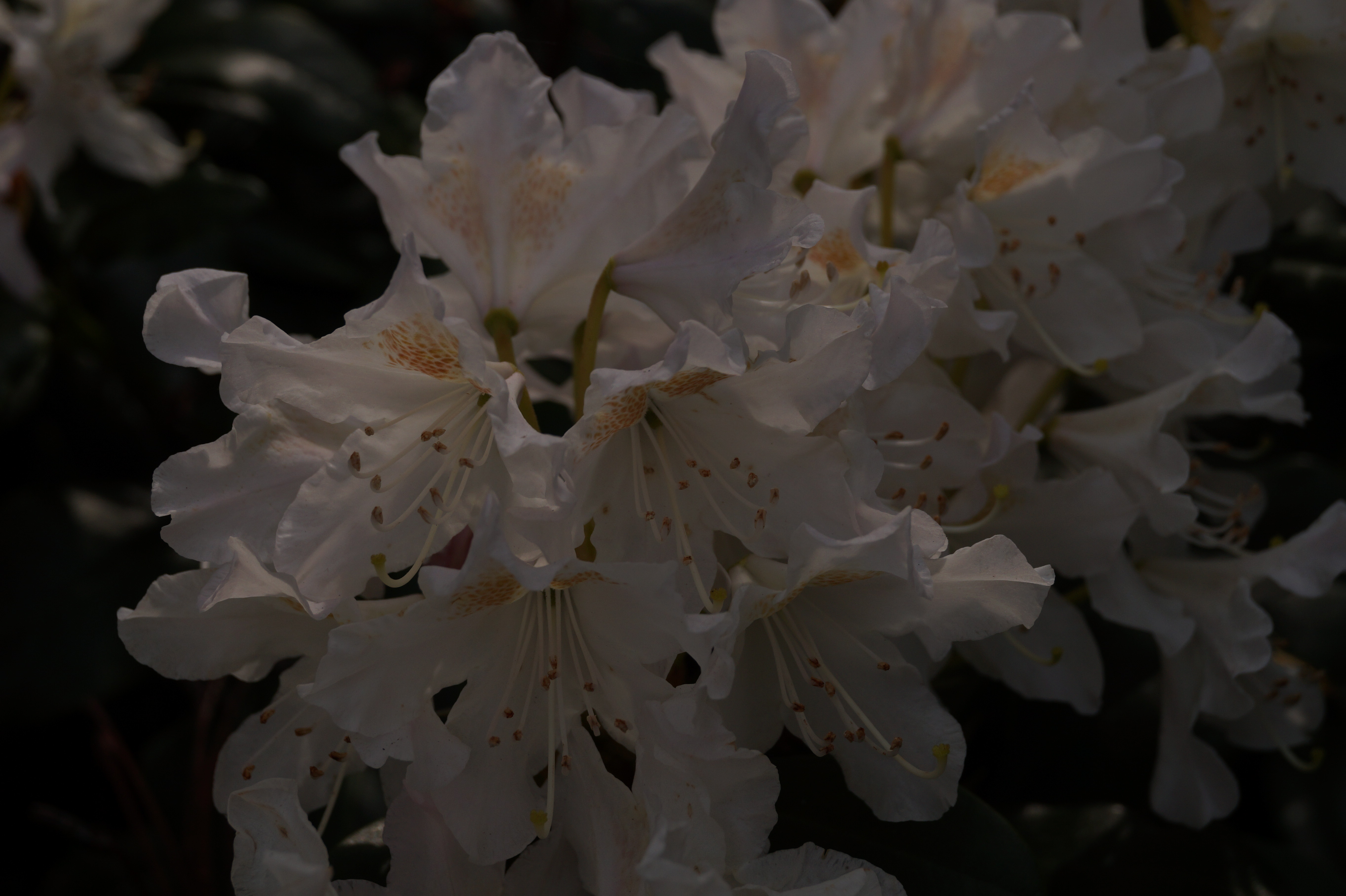Rhododendron...