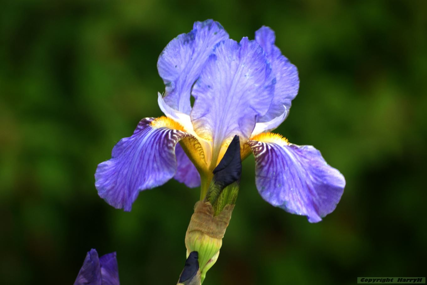 iris