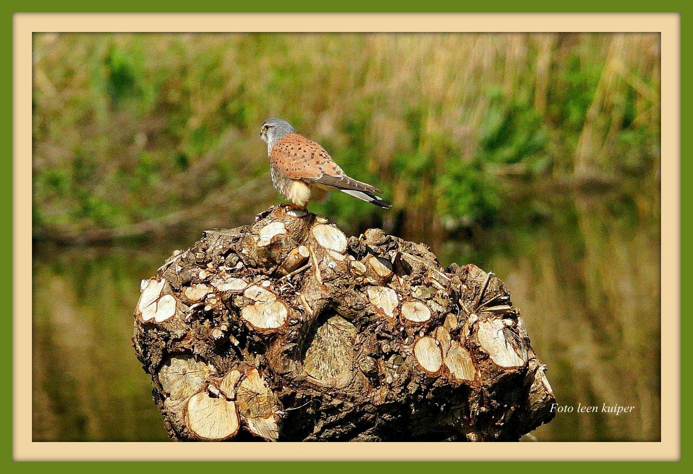 Torenvalk op knotwilg 