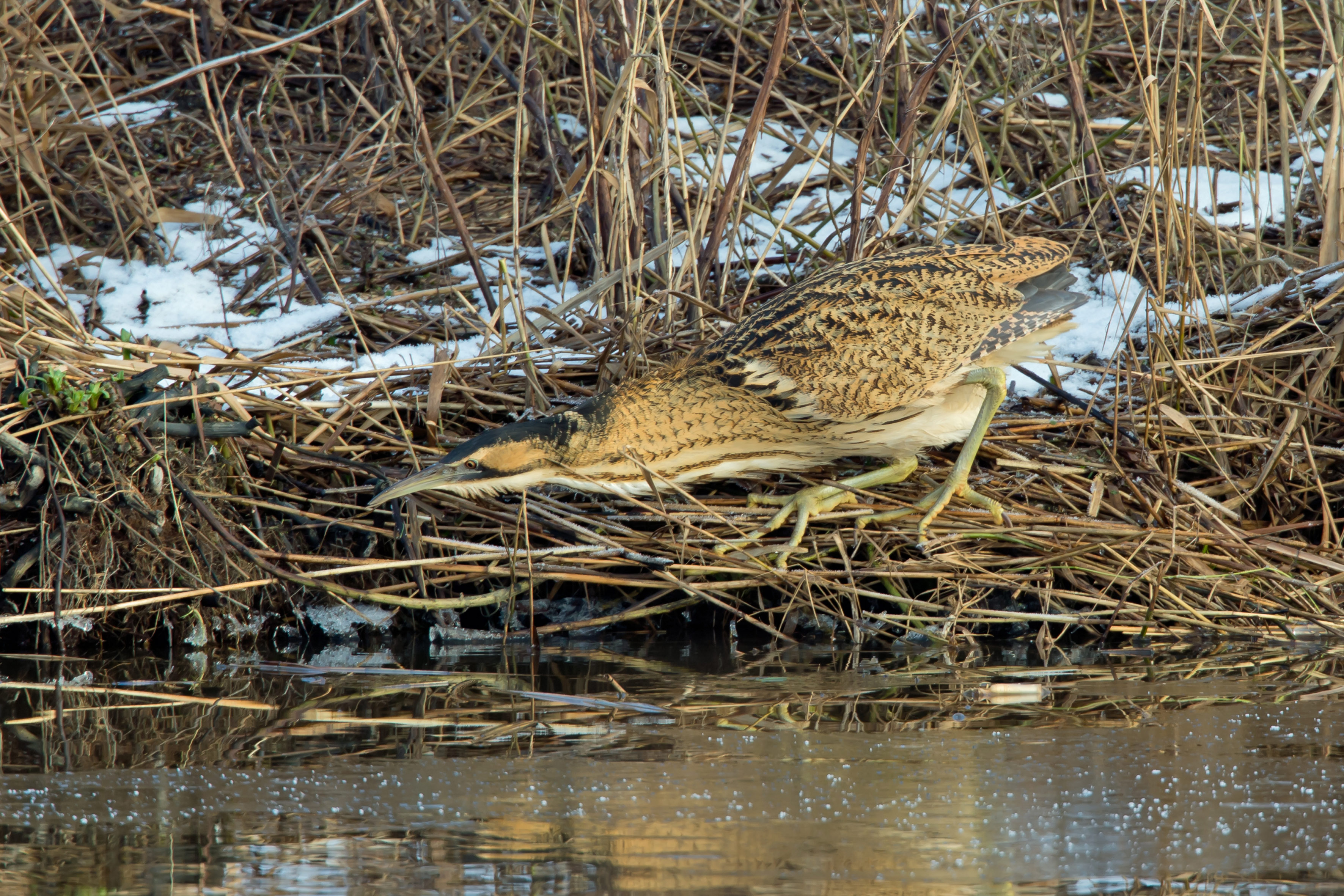 roerdomp in riet