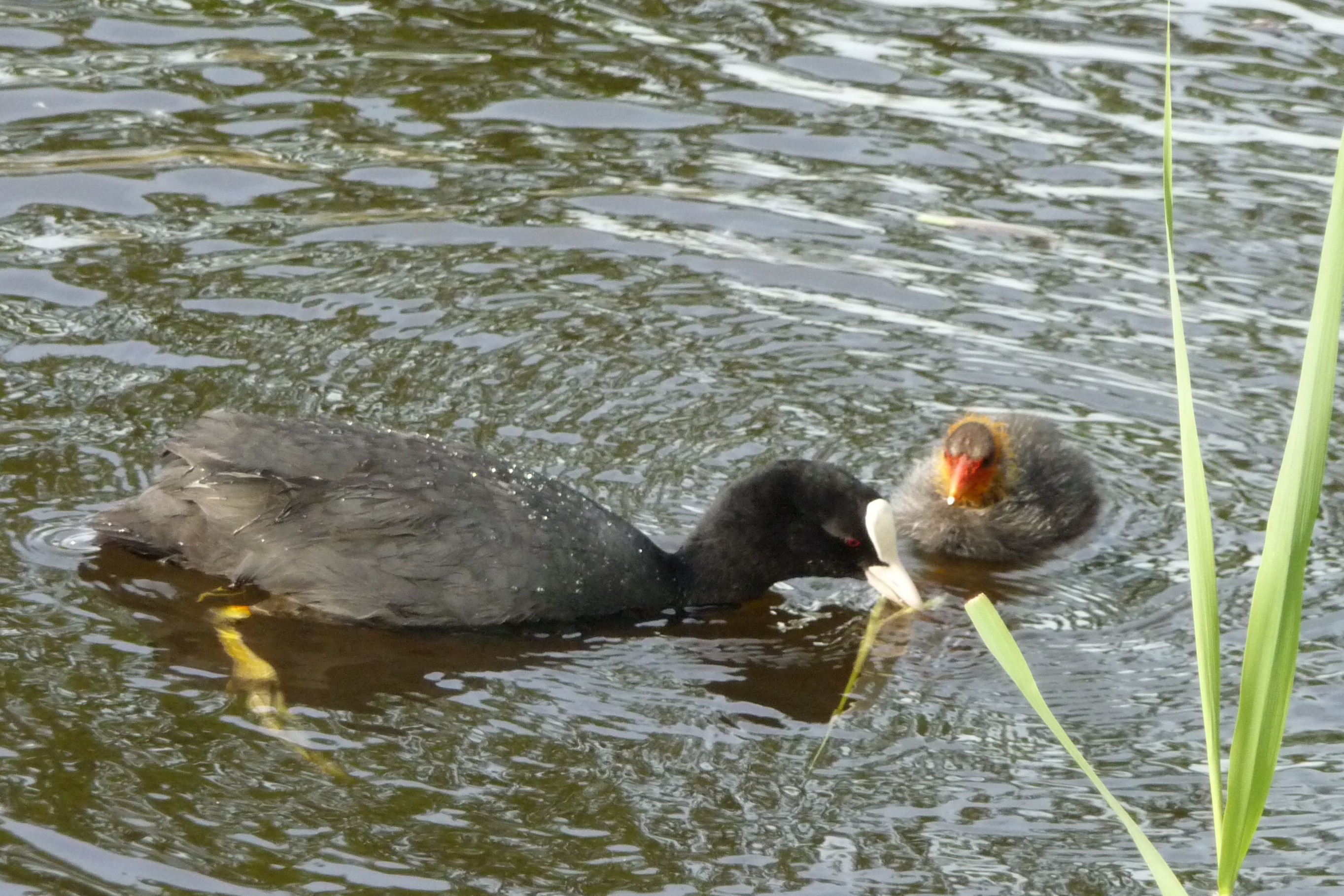 Meerkoet met pulletje
