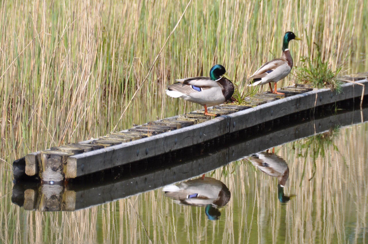 Spiegeltje, spiegeltje...