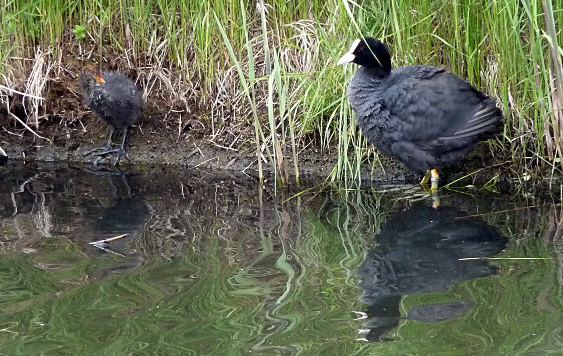 Zo moeder, zo dochter