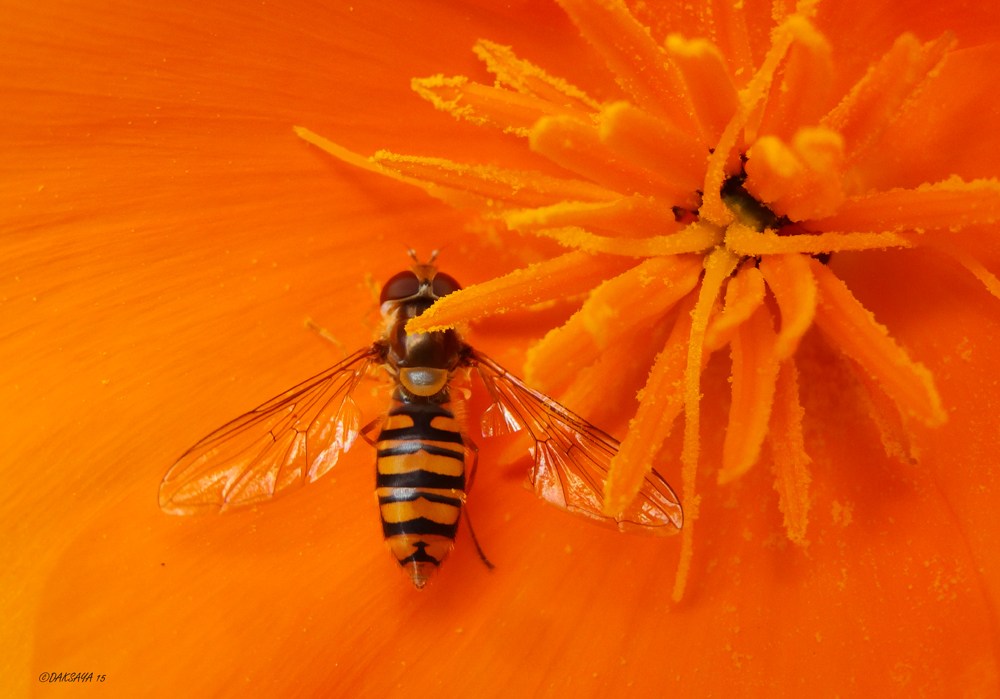 Deep orange