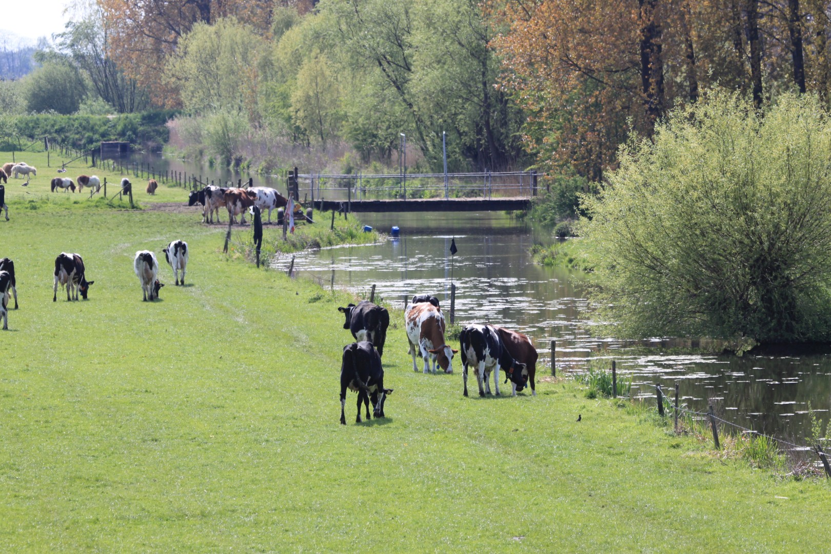 Beek,brug met weiland en koeien