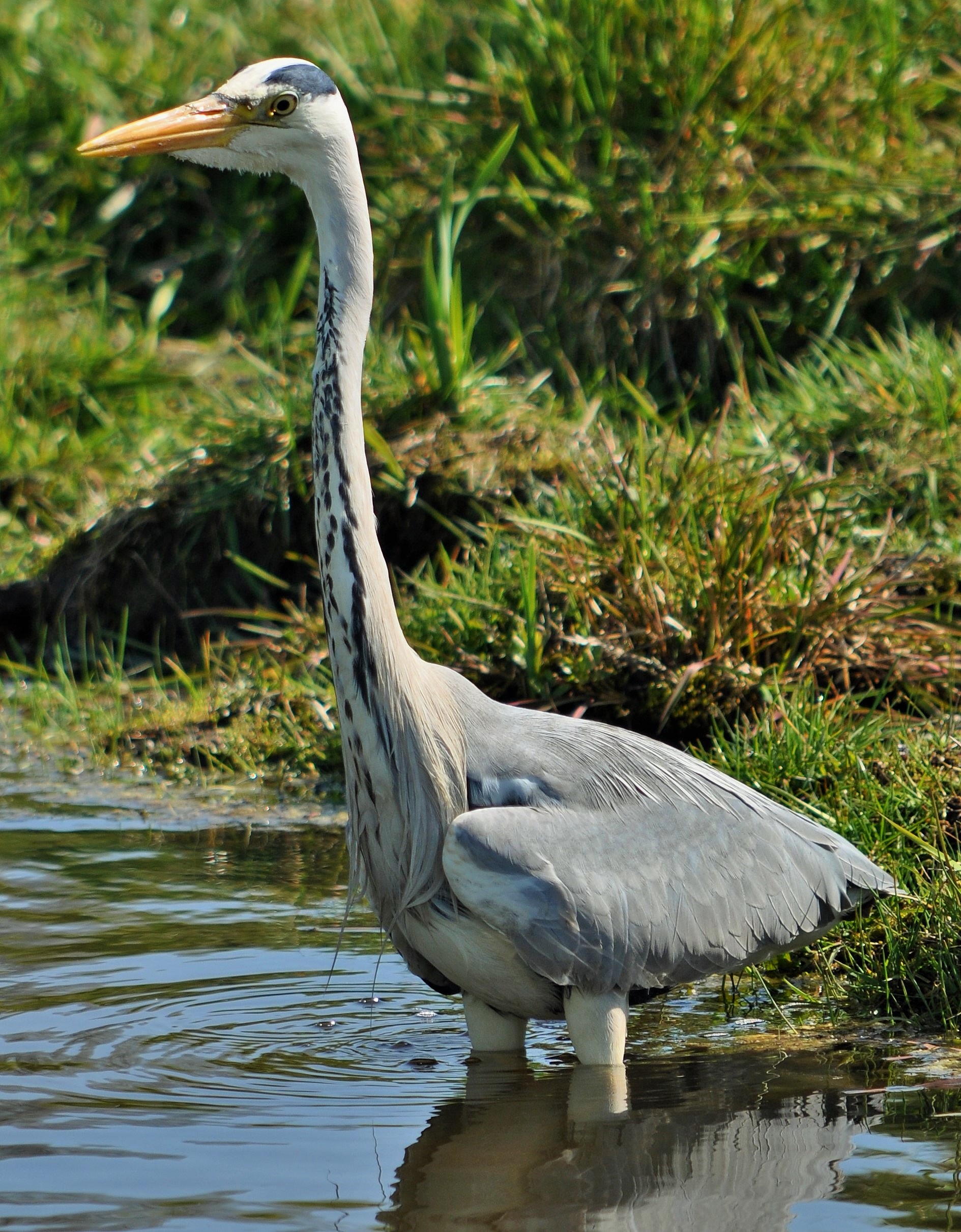 Blauwe reiger