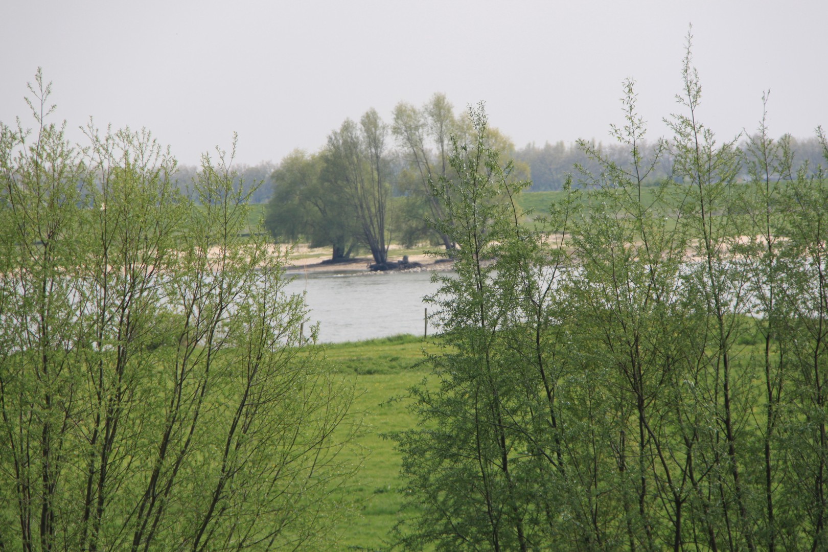 Bomen  langs De Waal