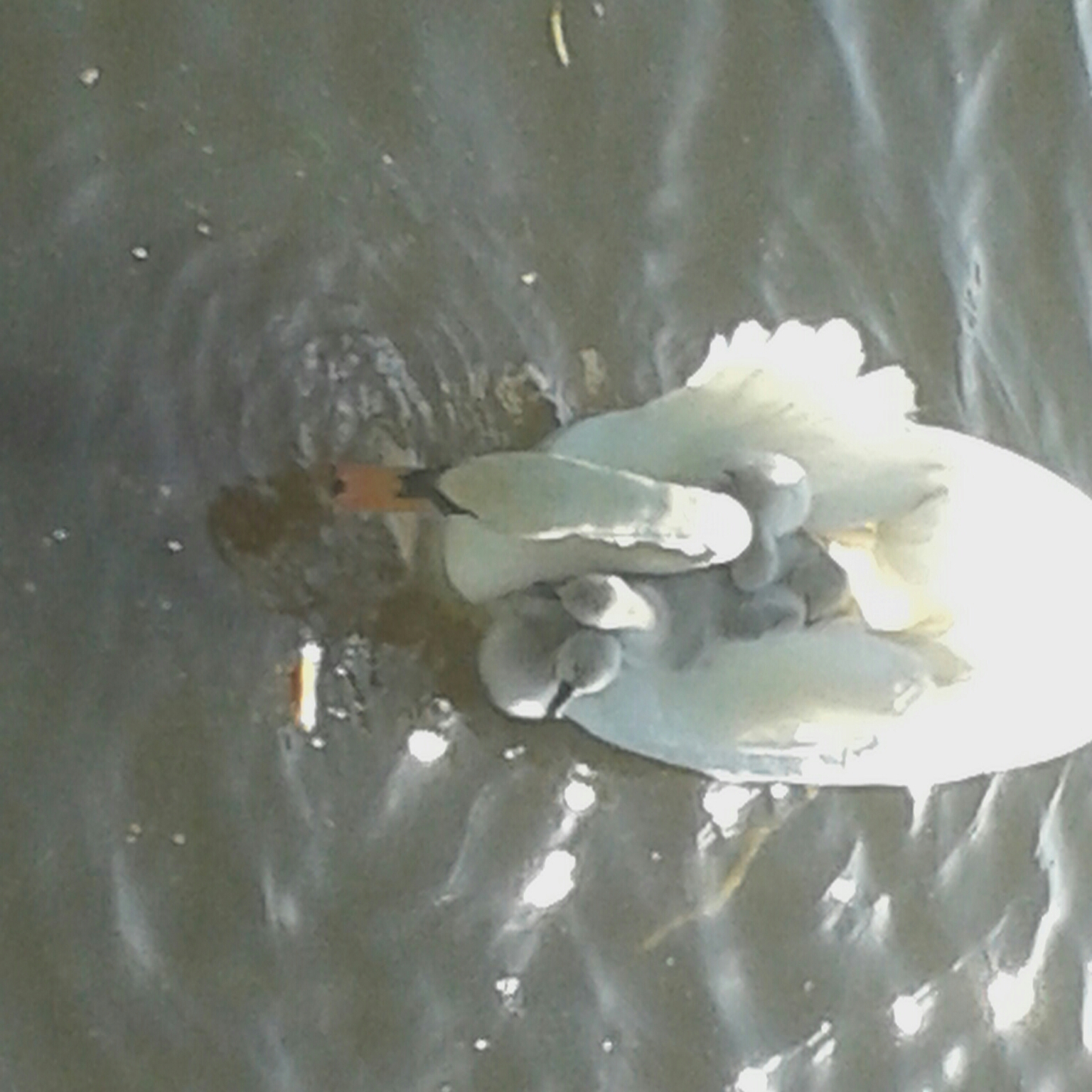 zwaan met 6 jongen op rug