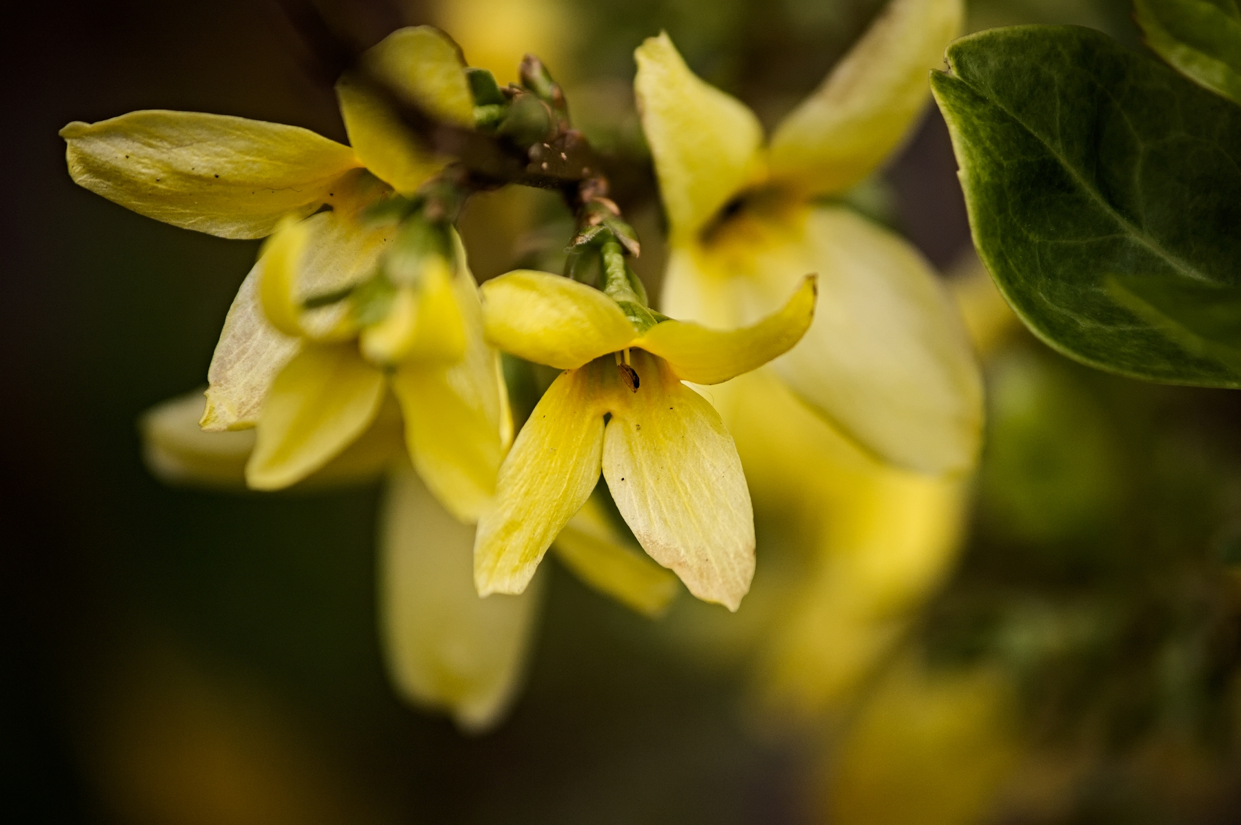 Forsythia