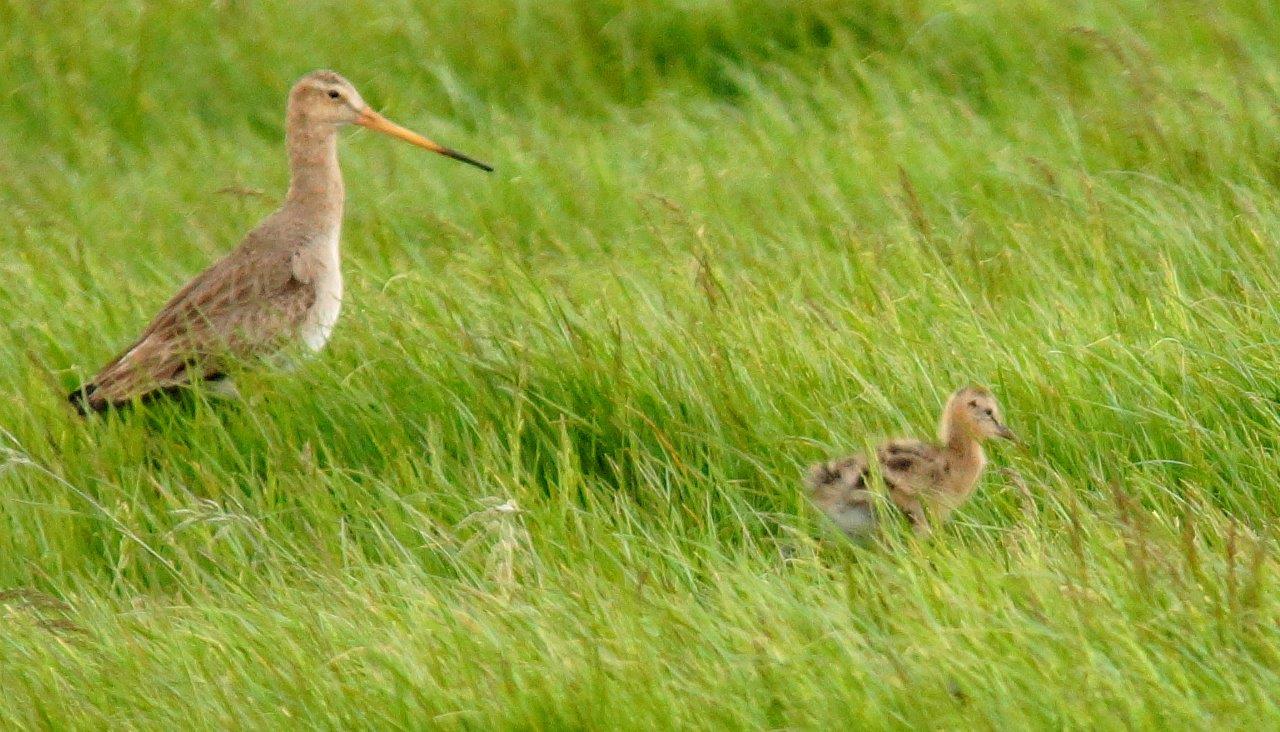 Grutto met jong 