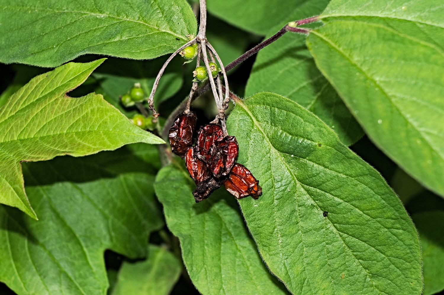 Bessen van vorig seizoen