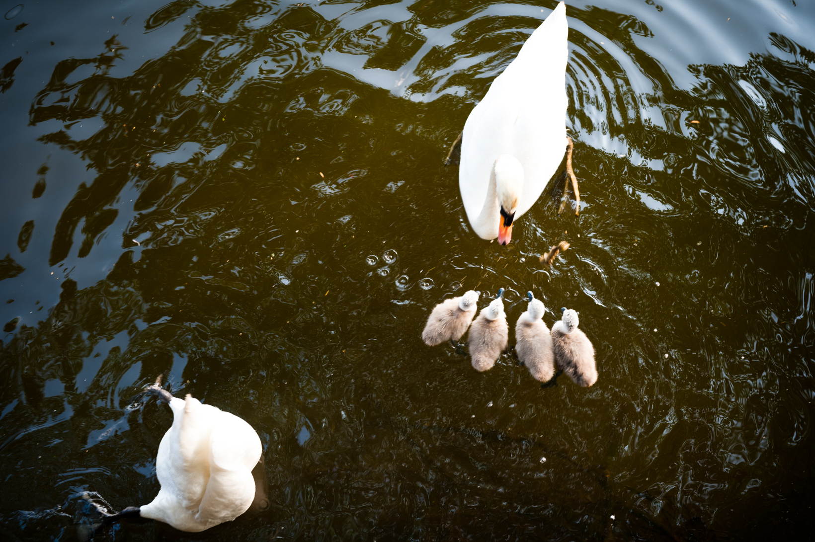 Zwanen familie
