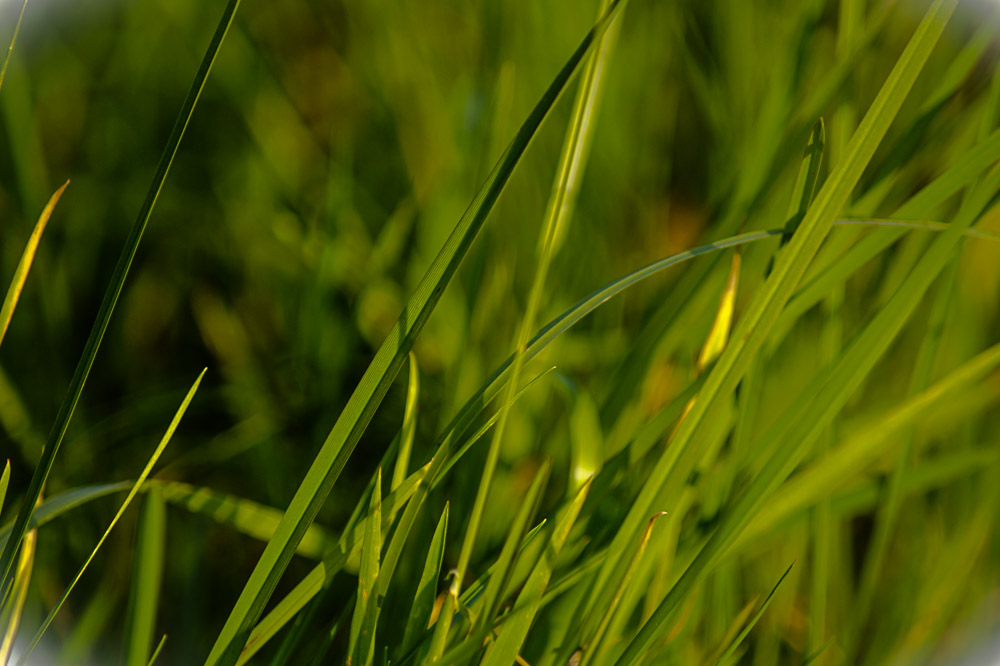 Gras in zonnenstralen