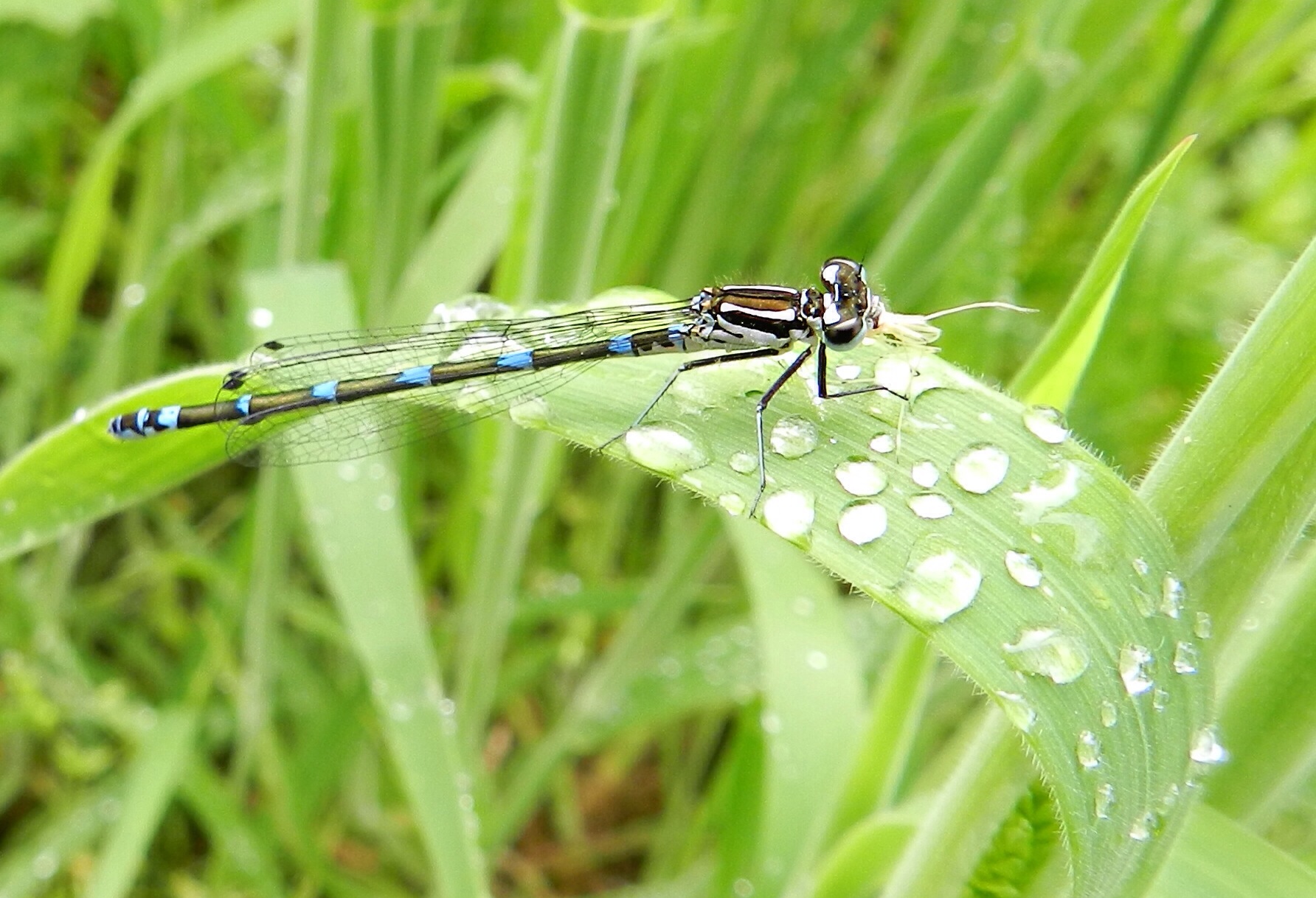 Variabele Waterjuffer