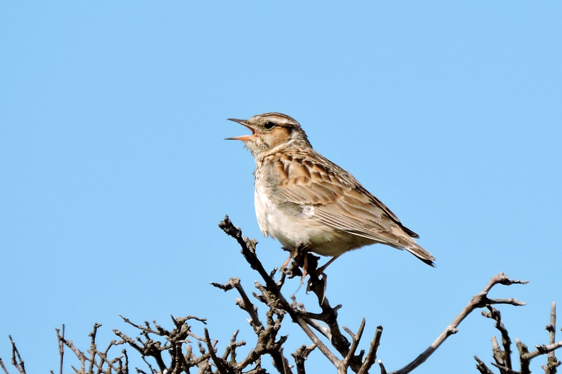 Zoet melancholische zang