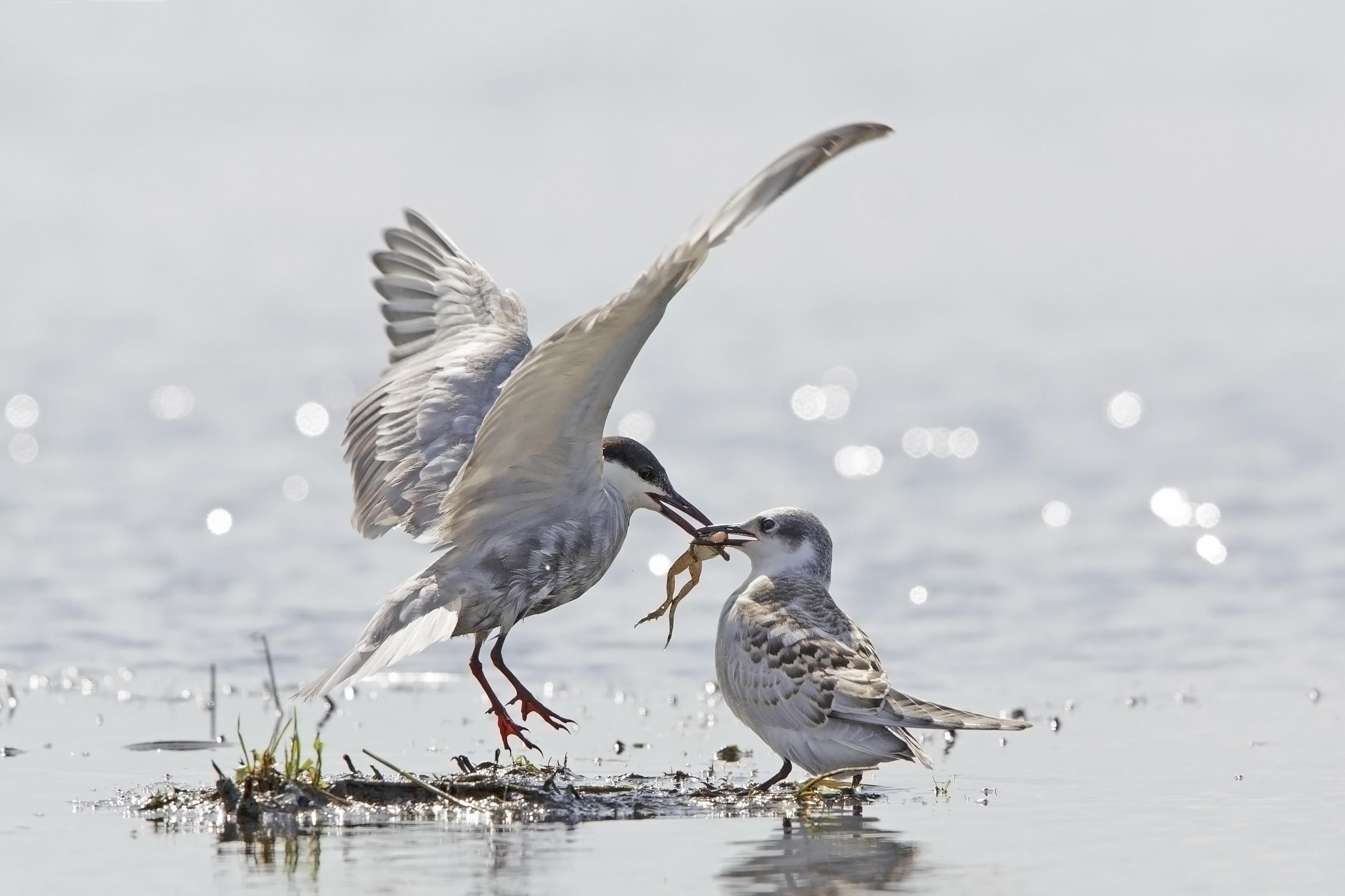 witwangstern voert kikker aan jong