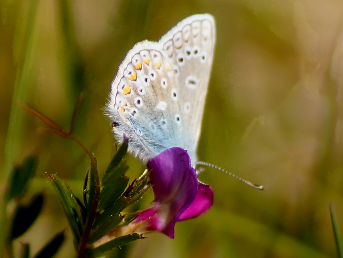 Icarusblauwtje 2