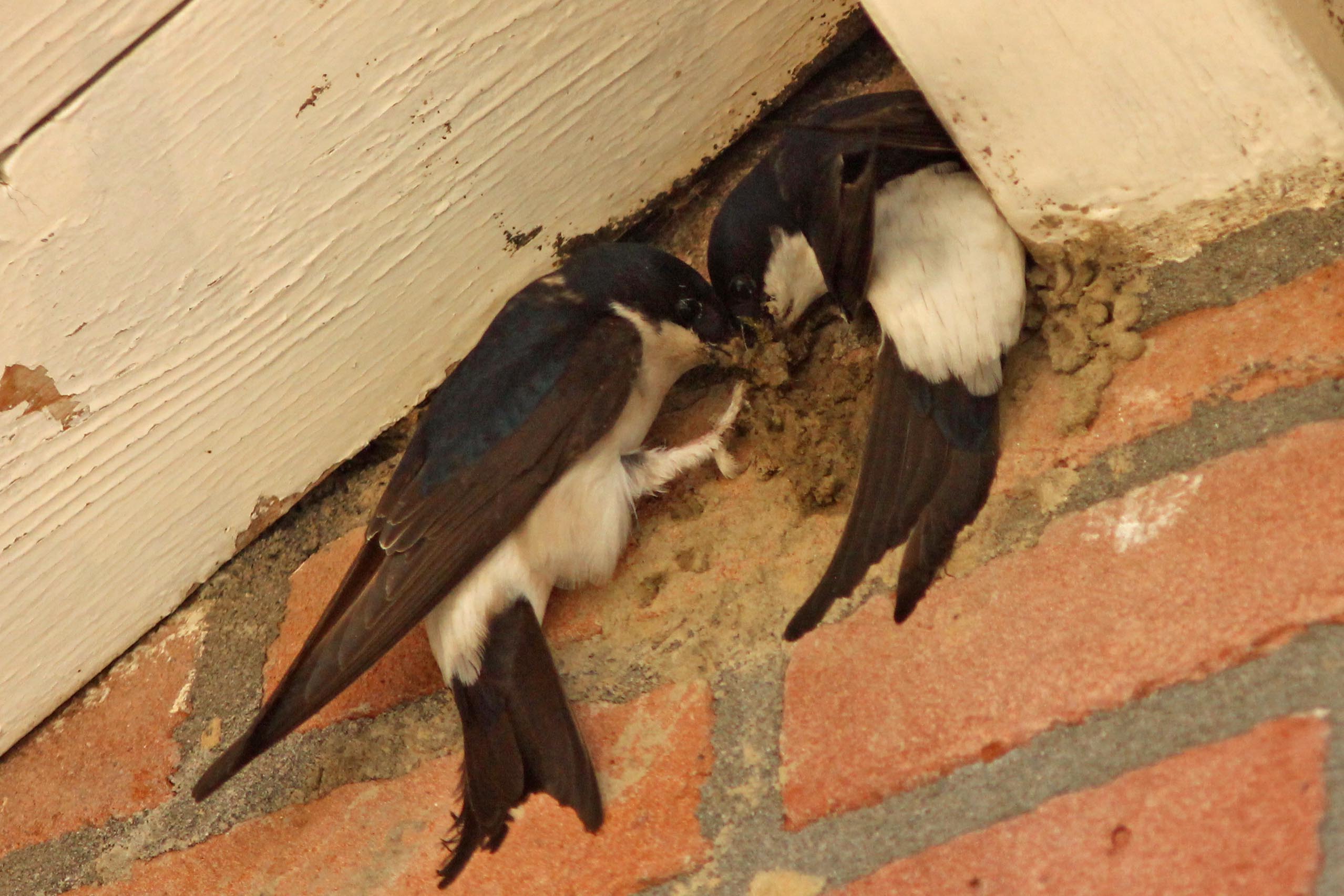 Liefde is: Samen metselen