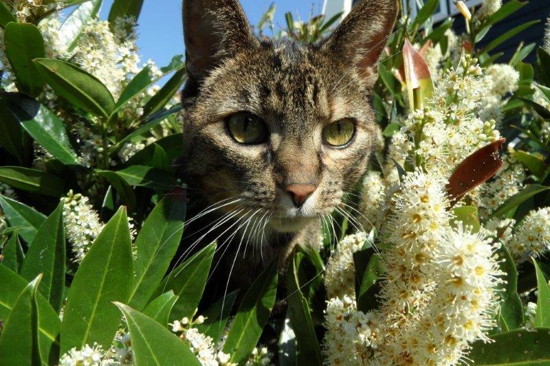 kat in boom