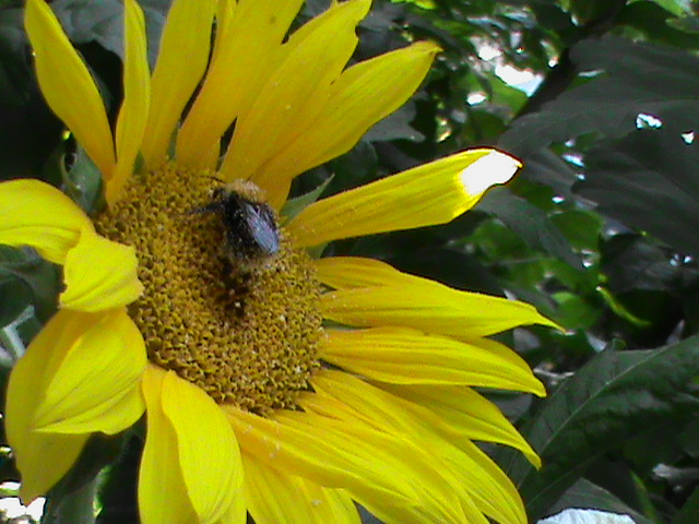 Zonnenbloem groothandel voor Bij om honing te maken
