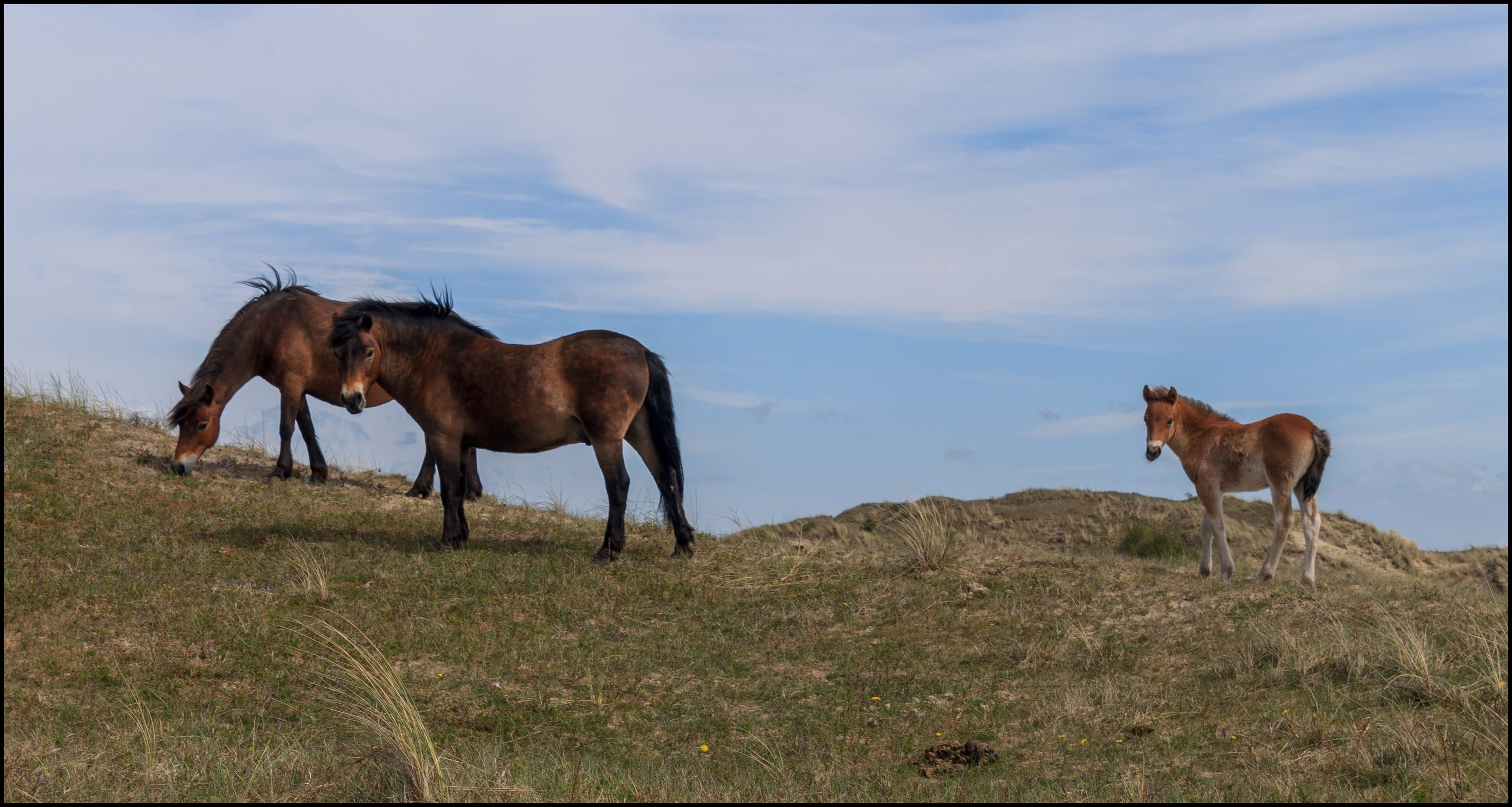 Paarden in het duingebied.