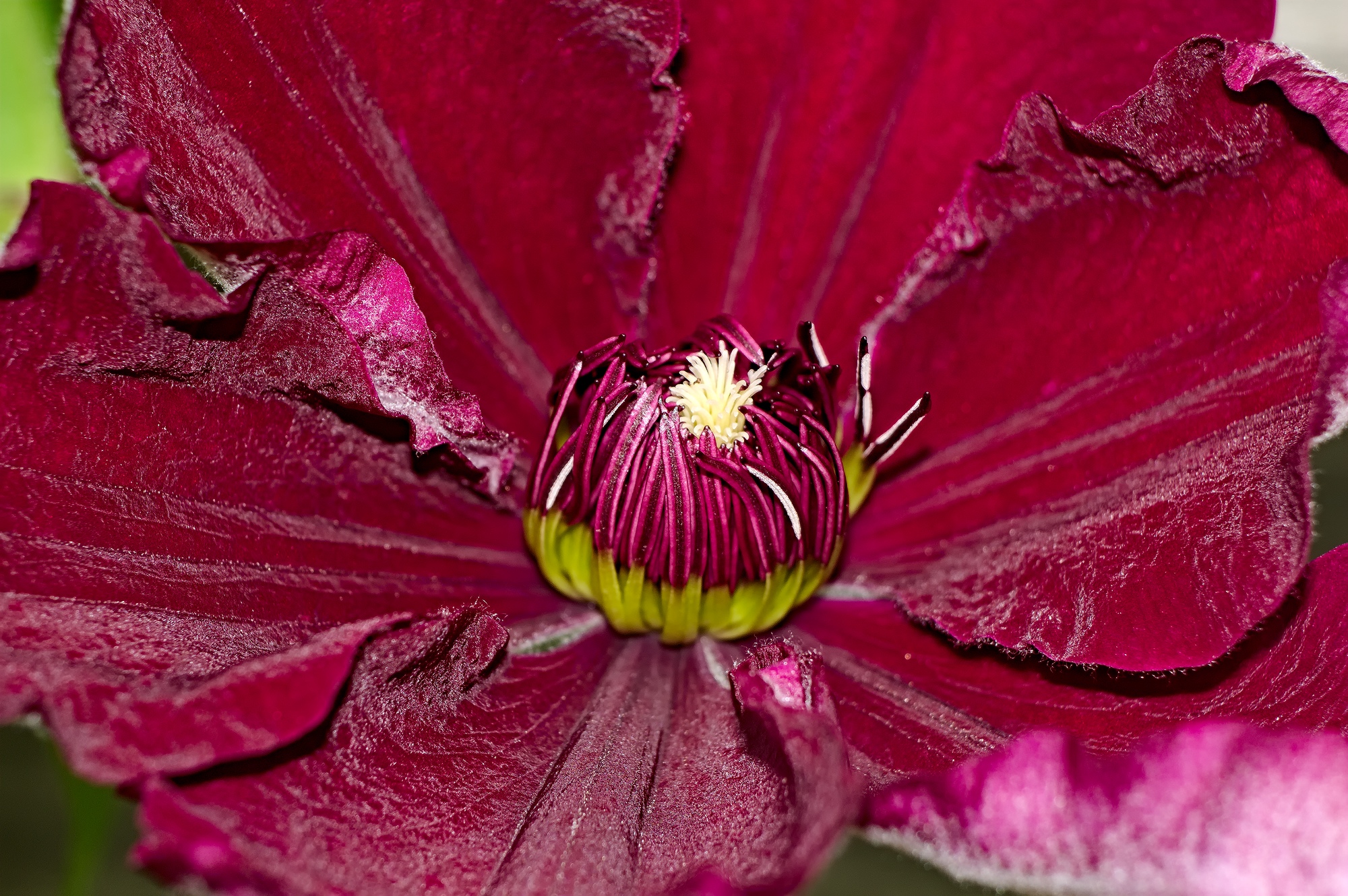 hart van Clematis