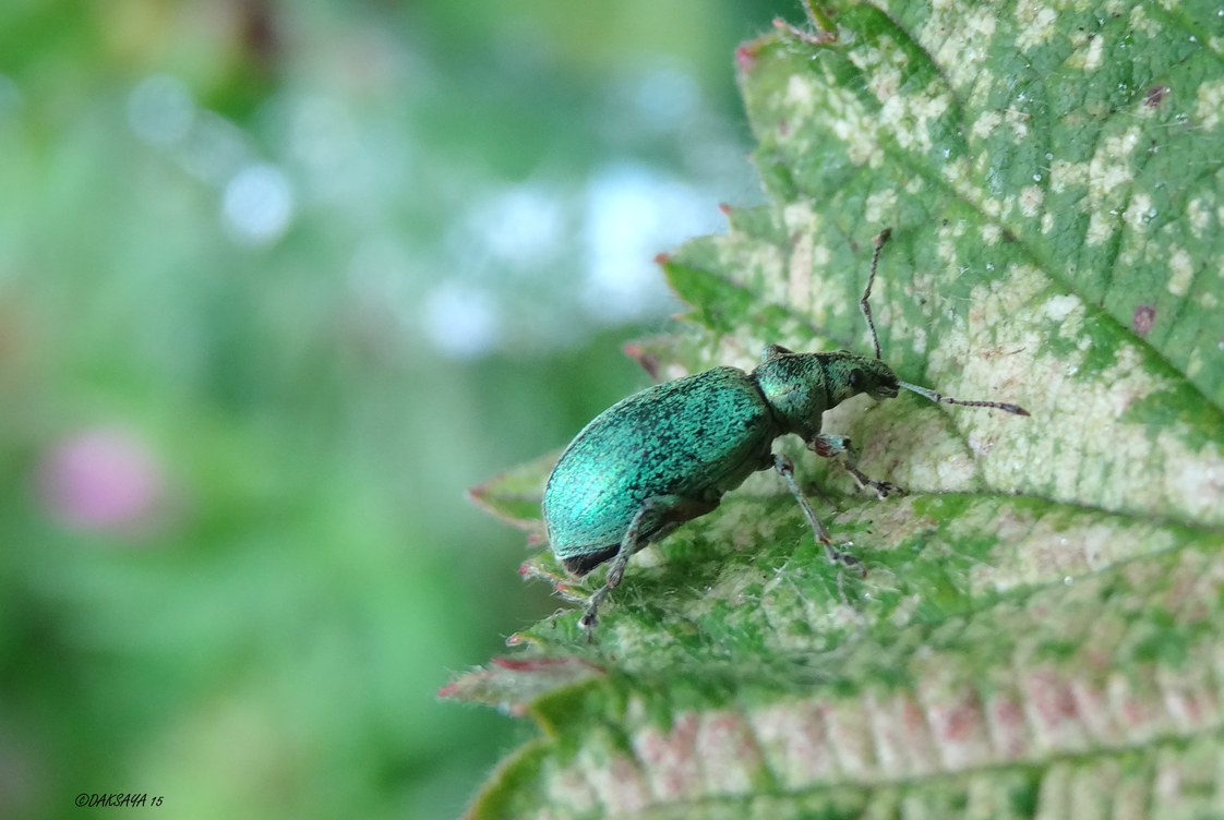 Groene snuitkever