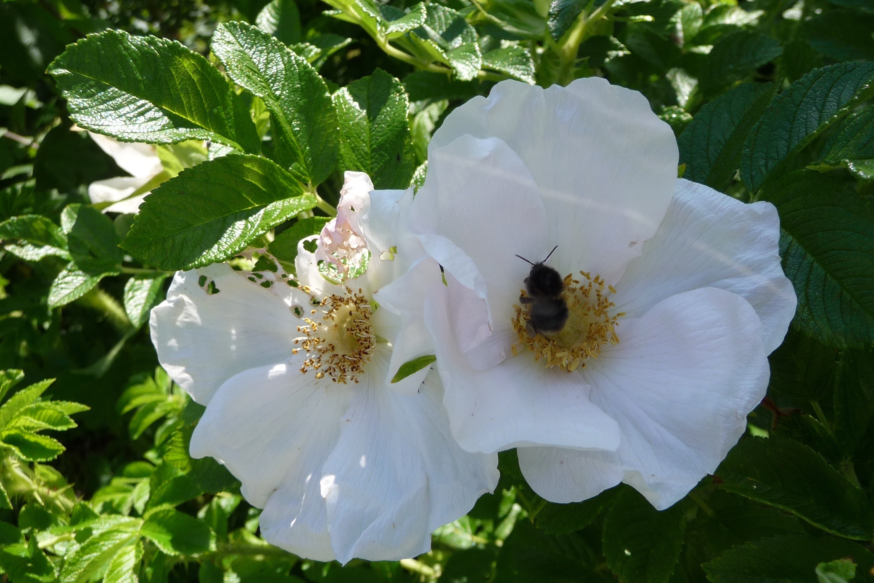 Witte roosjes met hommel