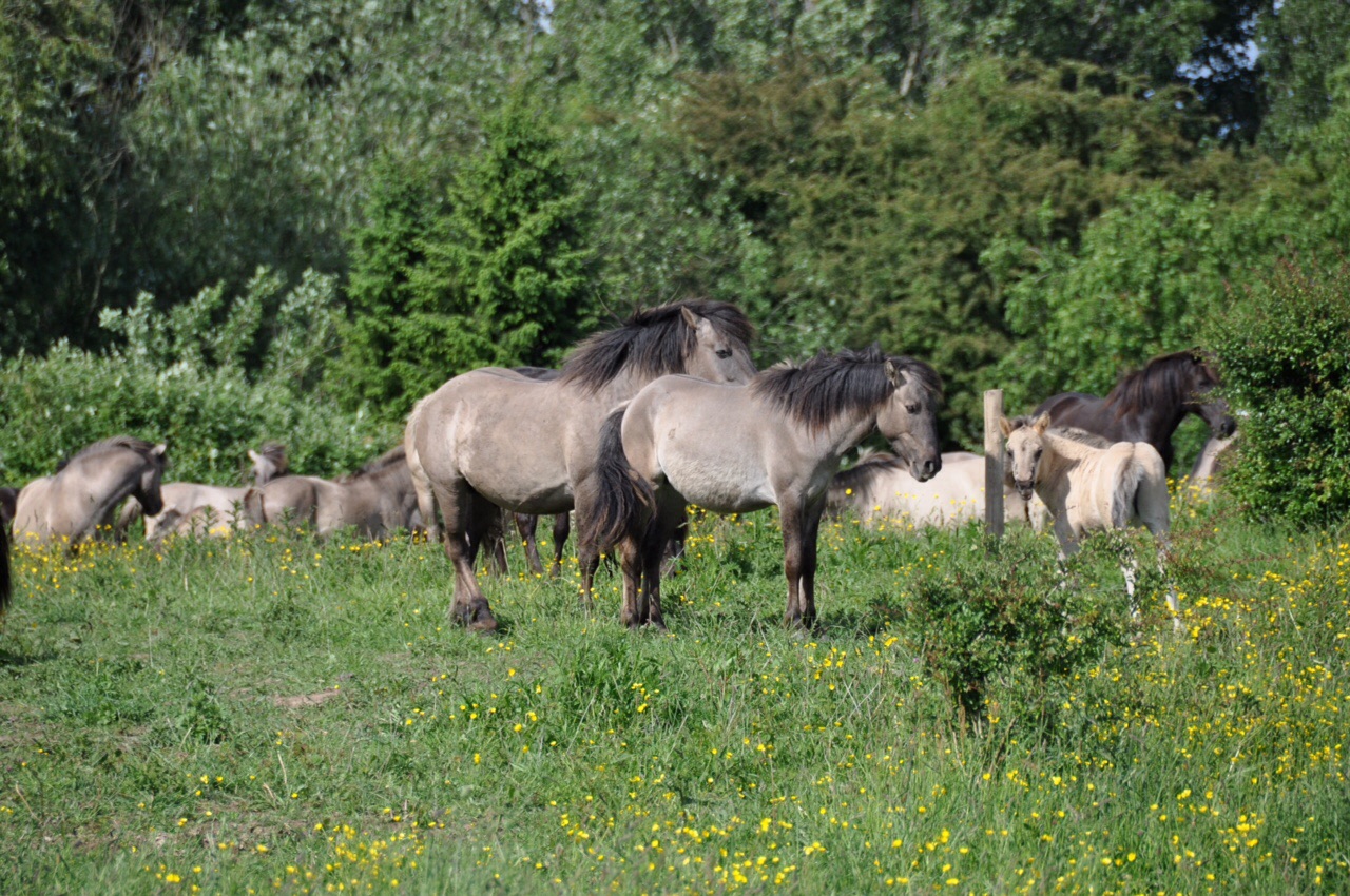 Konikpaarden