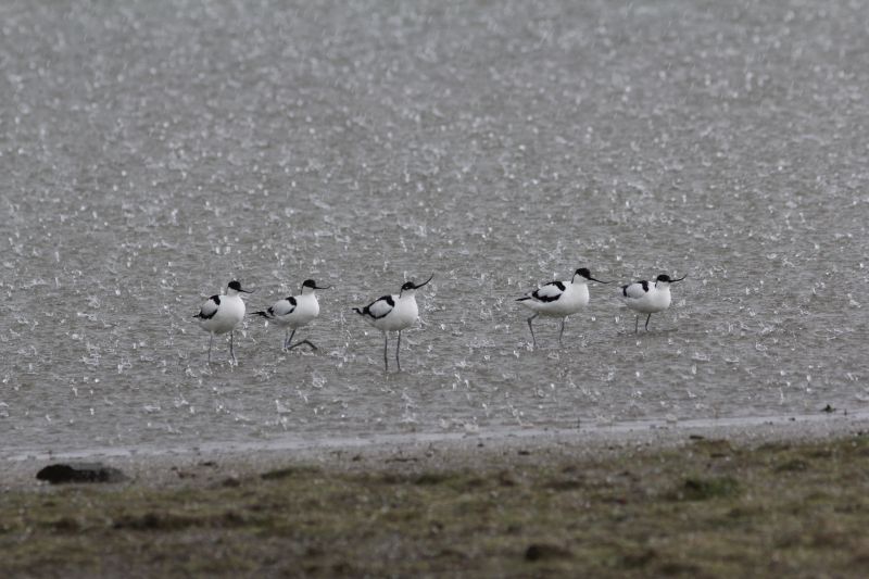 Kluten Breebaartpolder  30 mei