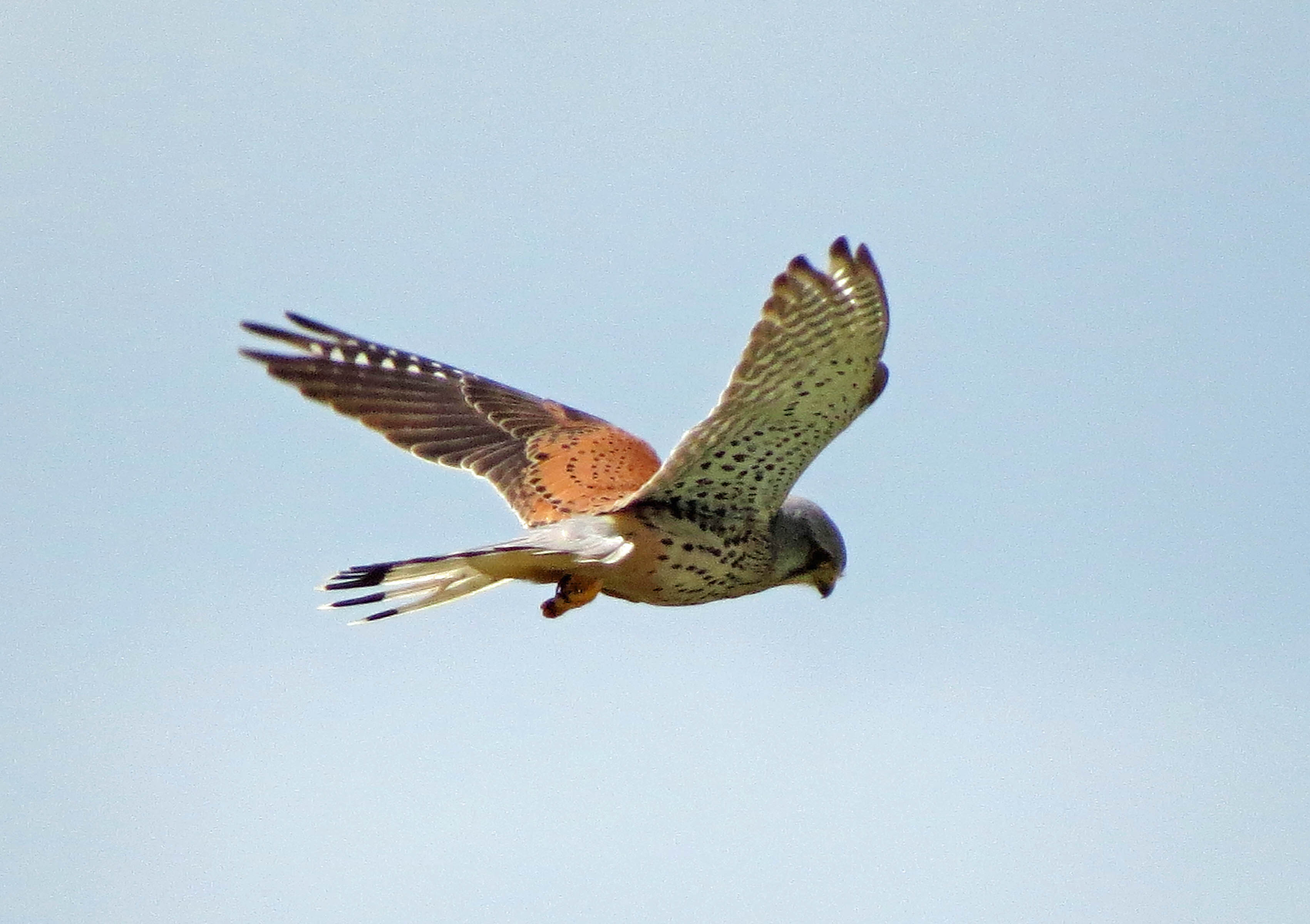 Biddende Torenvalk (2)