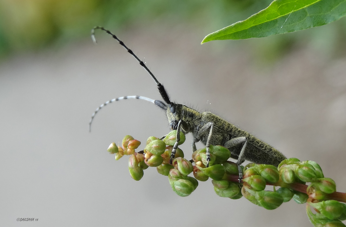 Distelboktor