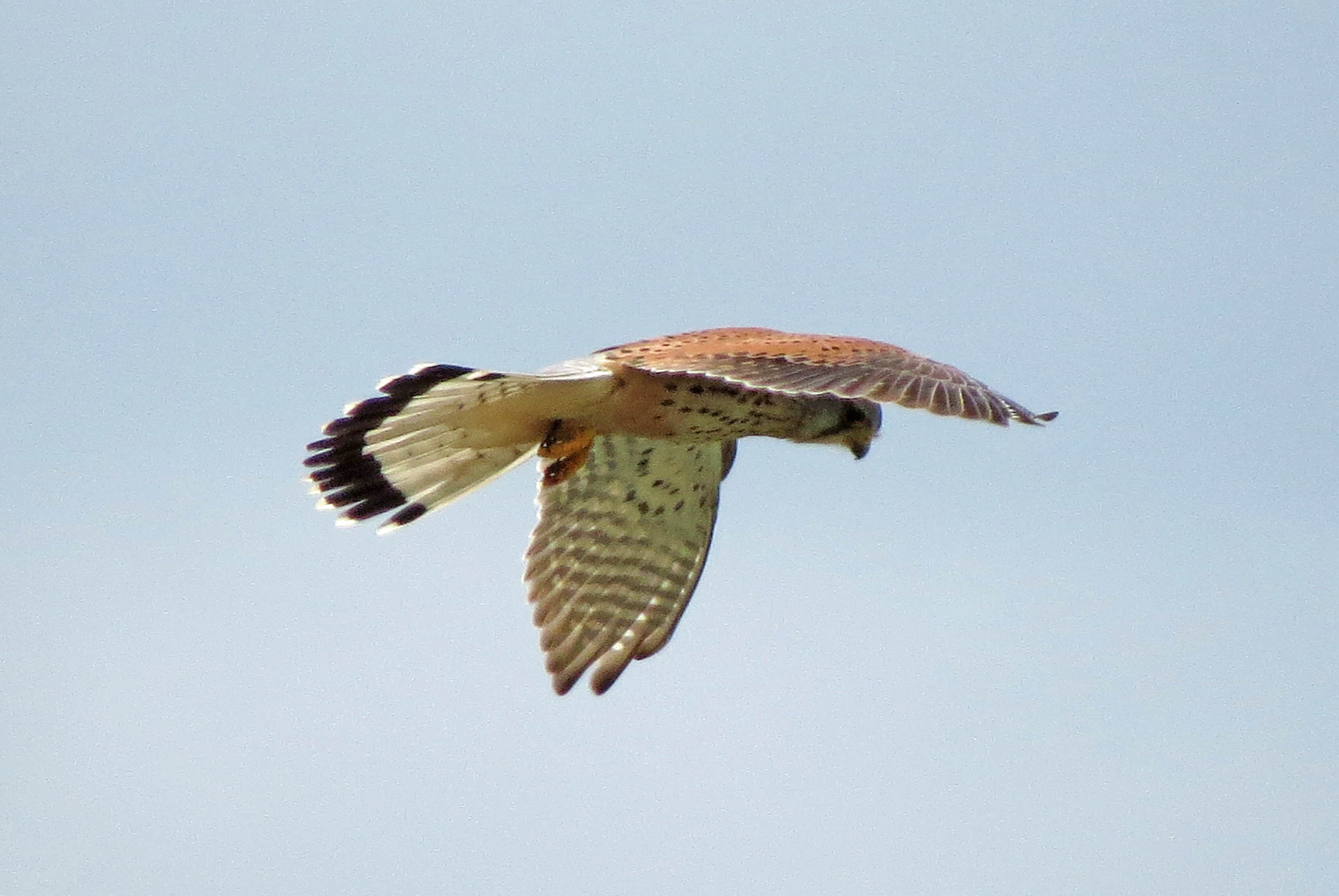 Biddende Torenvalk (1)