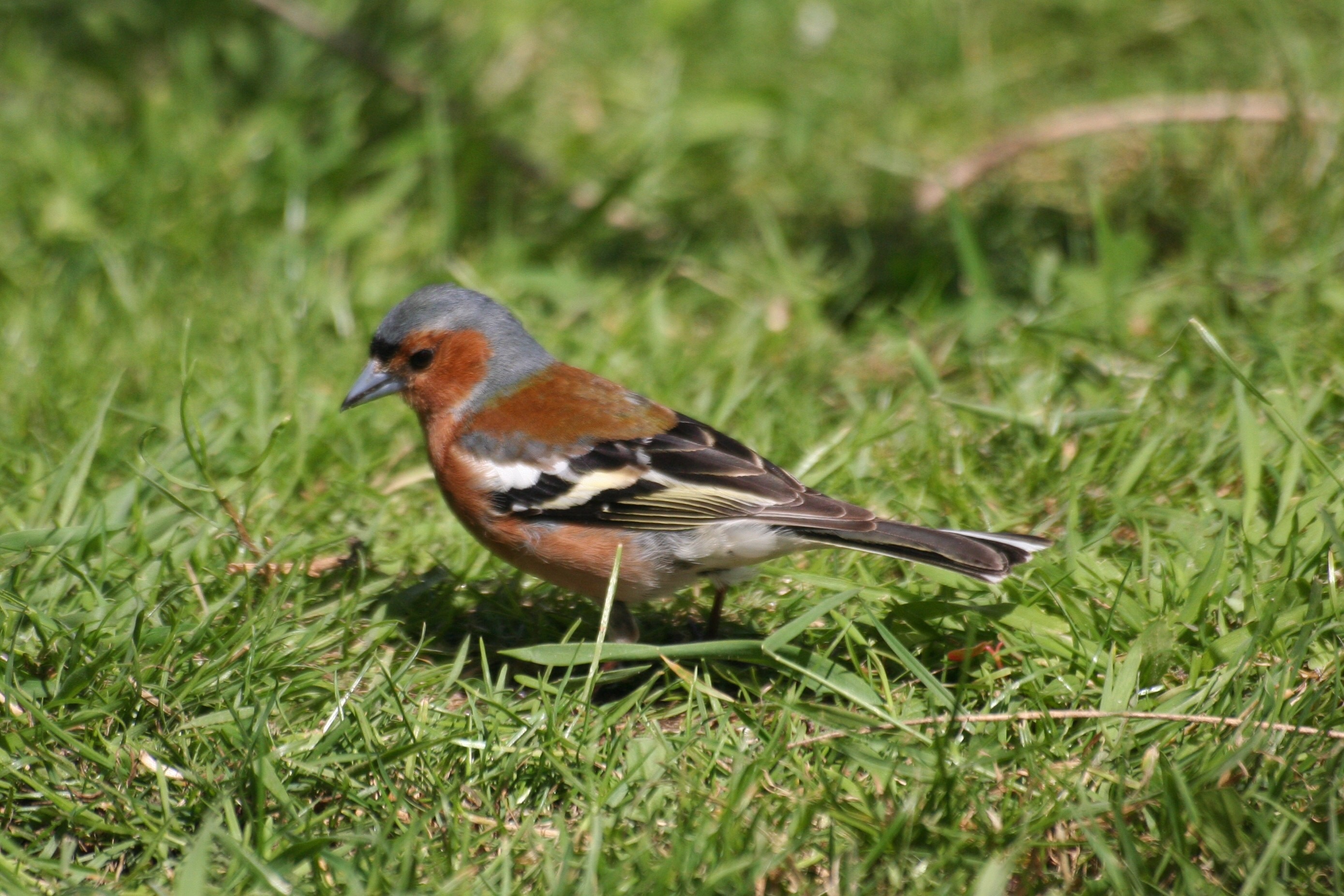 Vink