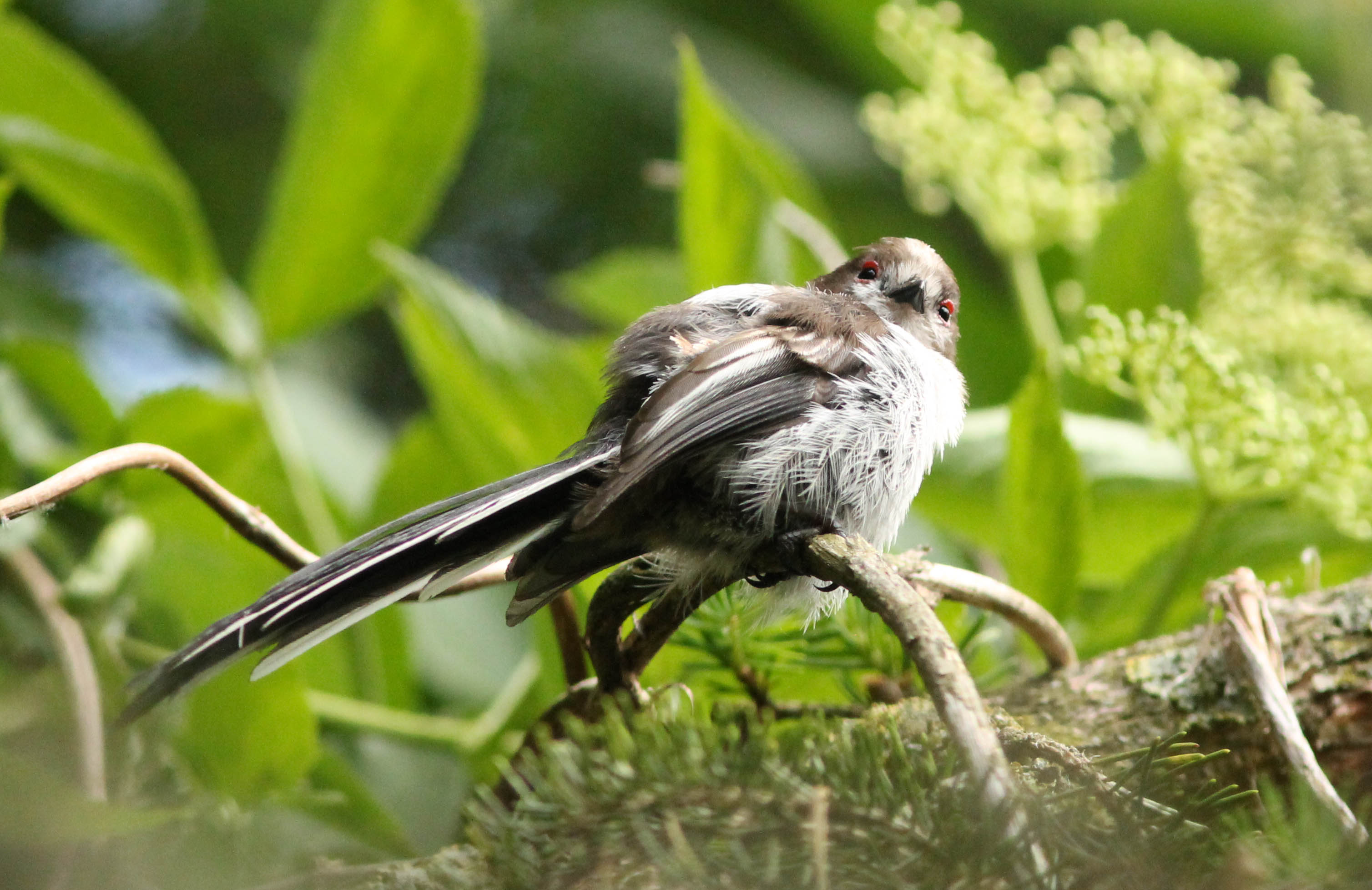 Piepjong staartmeesje (2)