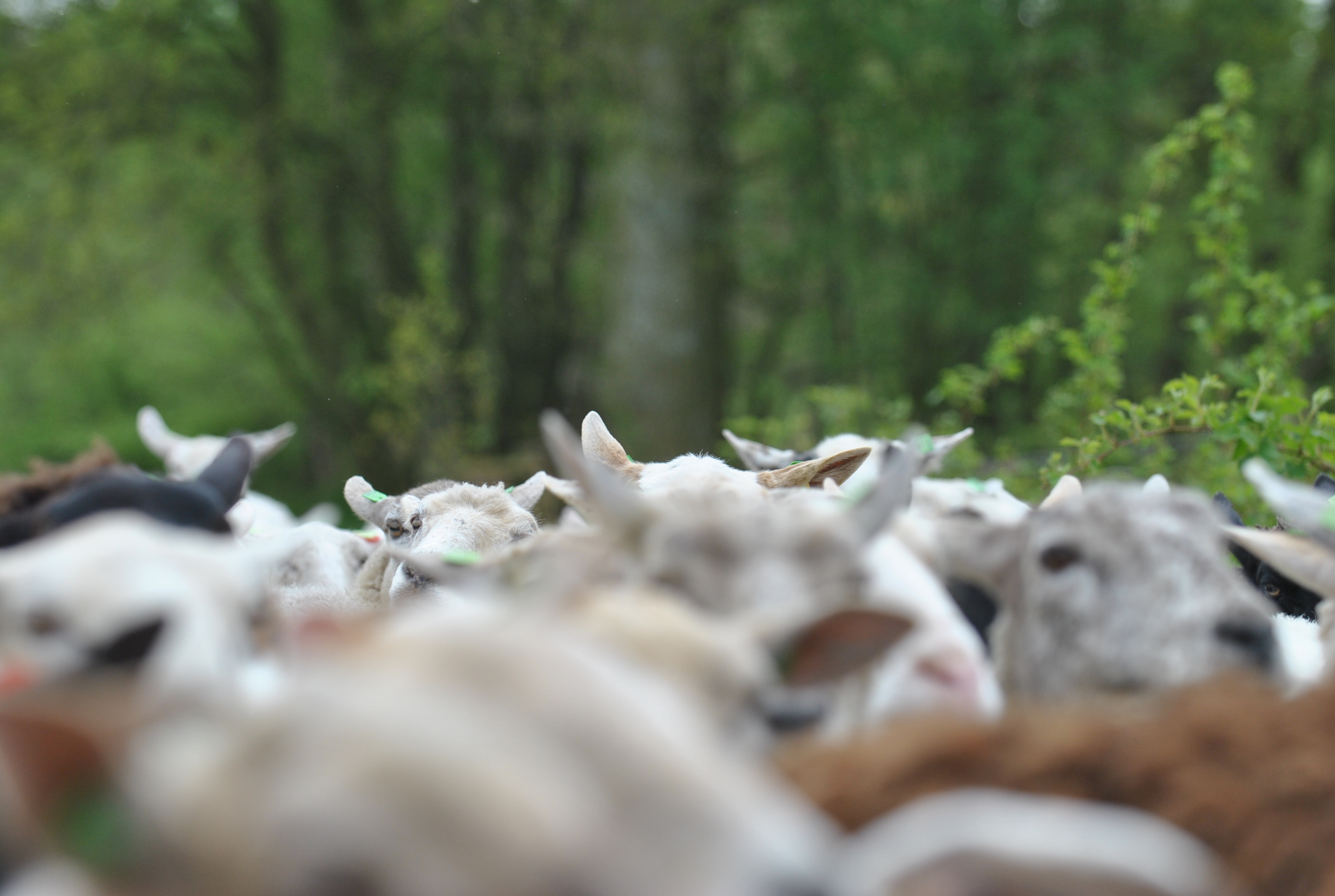 Schapen in het...