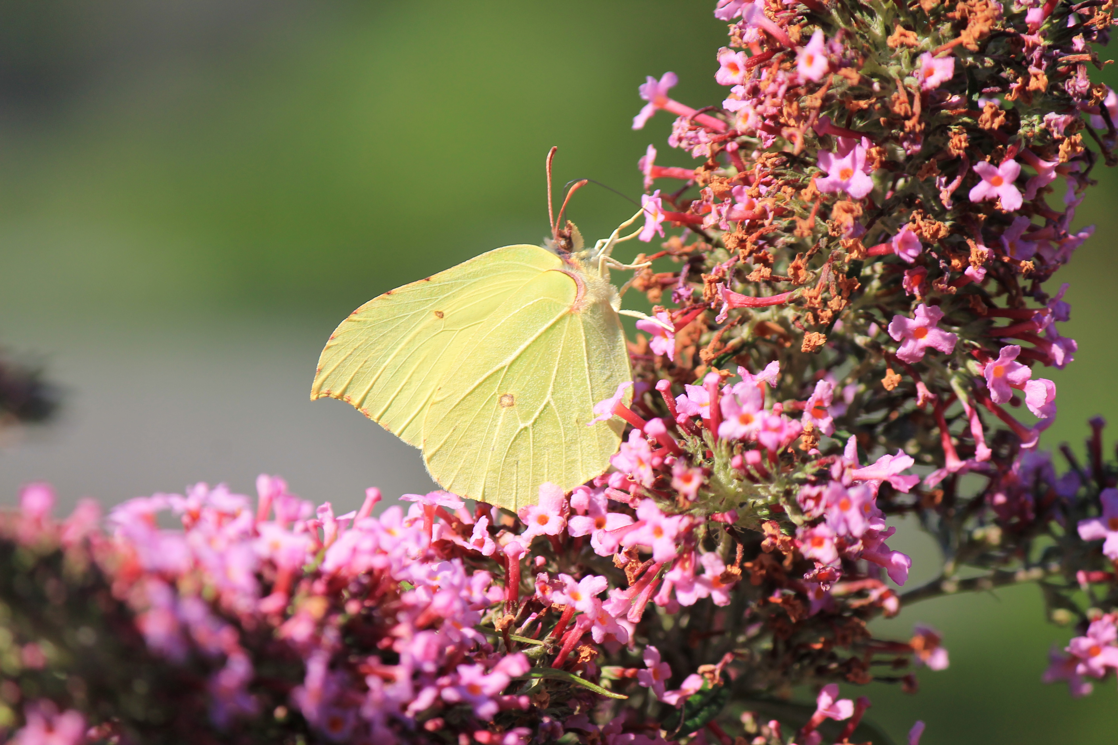Vlinders in de tuin