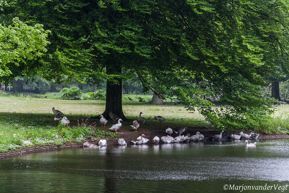 Schuilen voor de regen