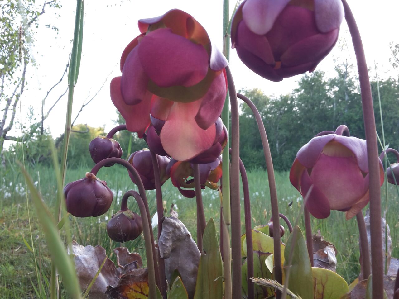 bekerplant in bloei