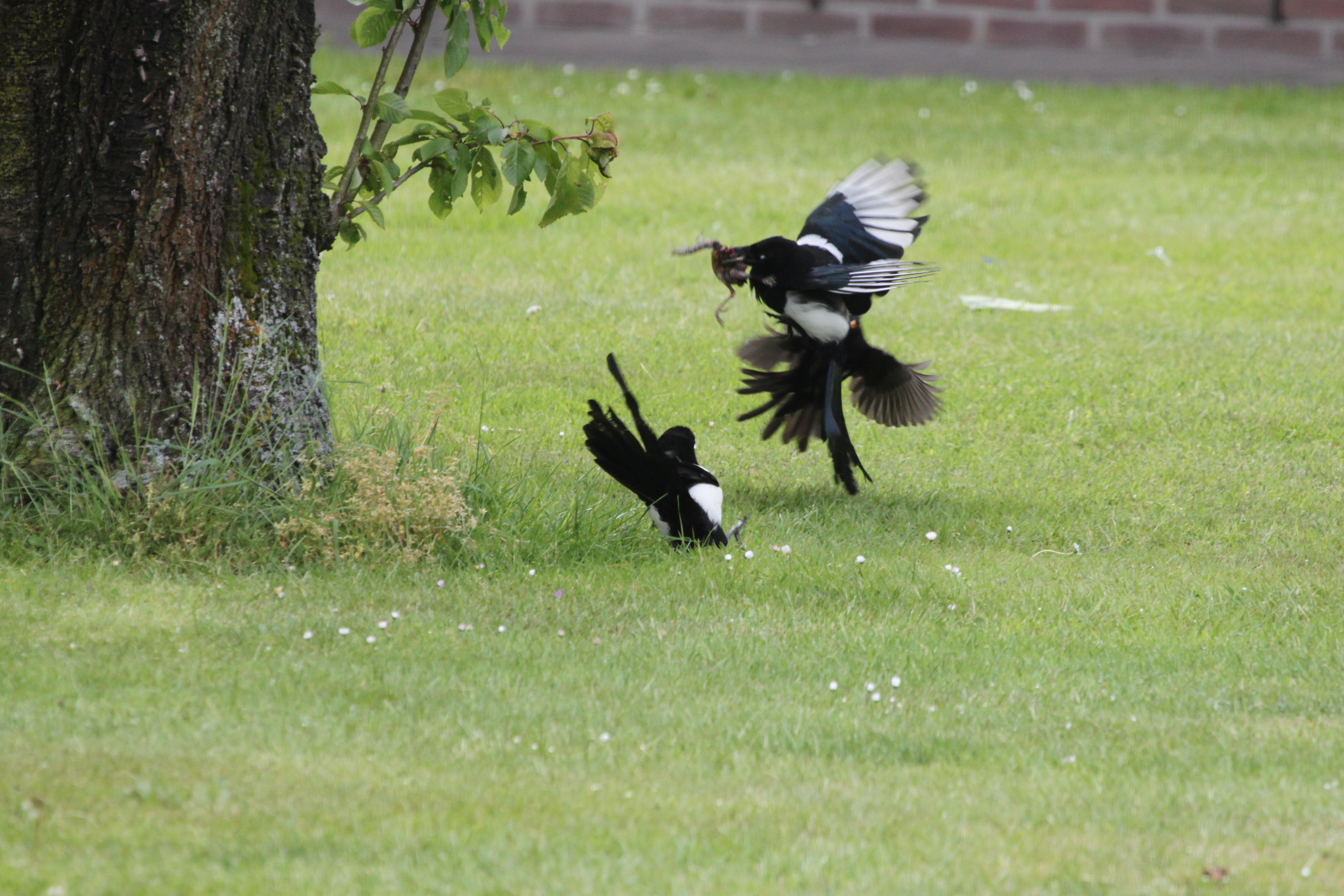 Merel valt eksters aan!