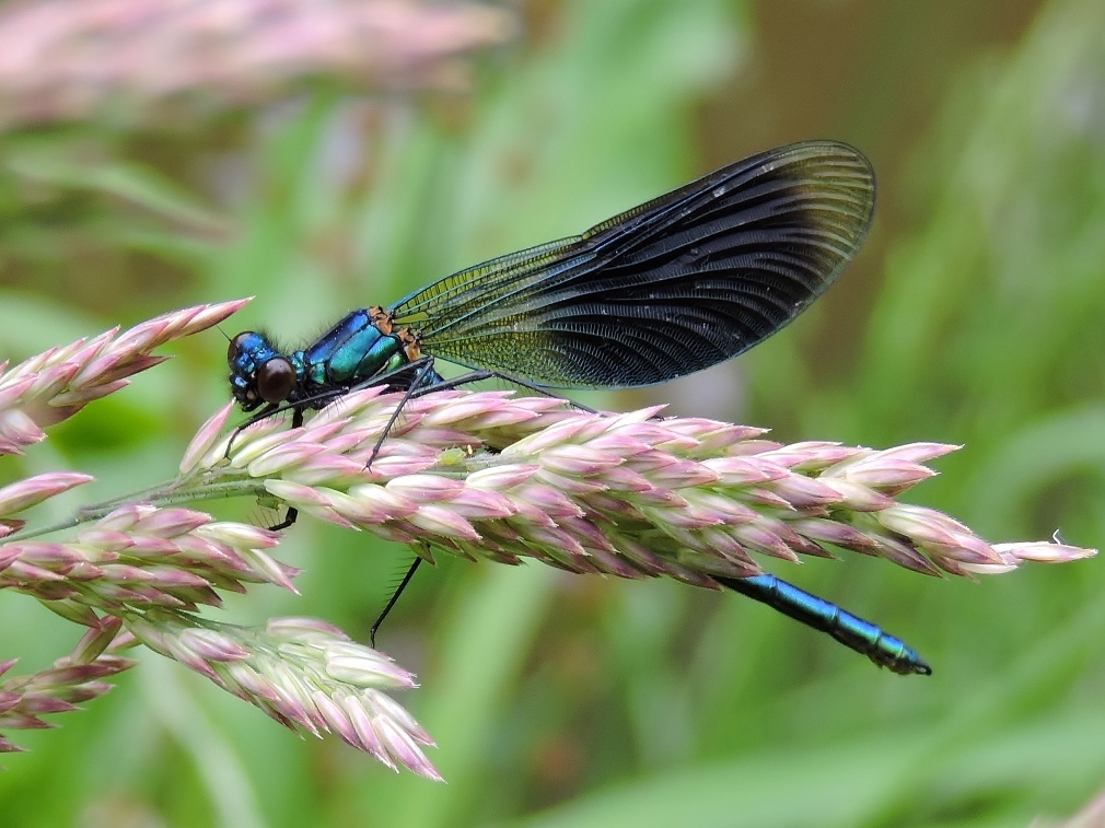 Prachtige beekjuffer (man)