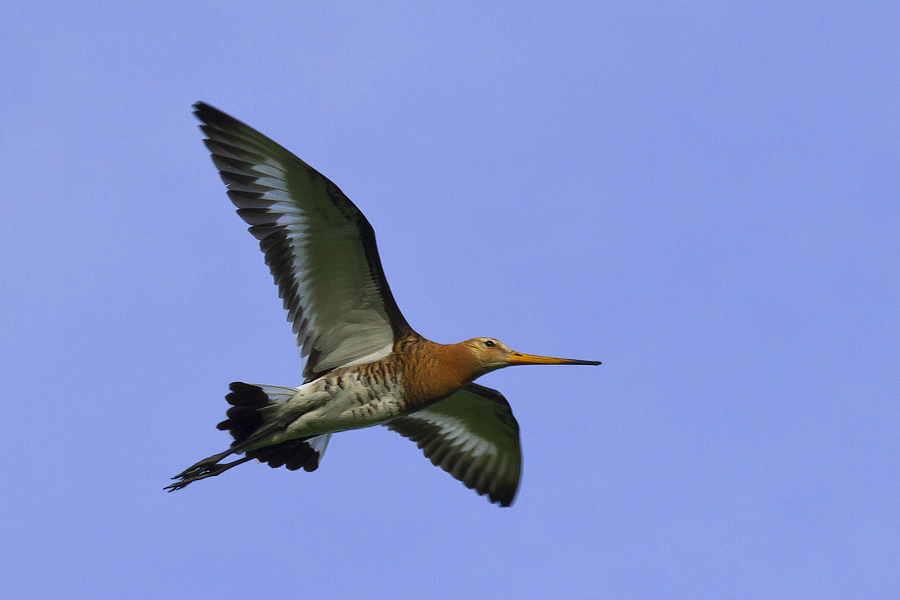 Vogel des Vaderlands .....