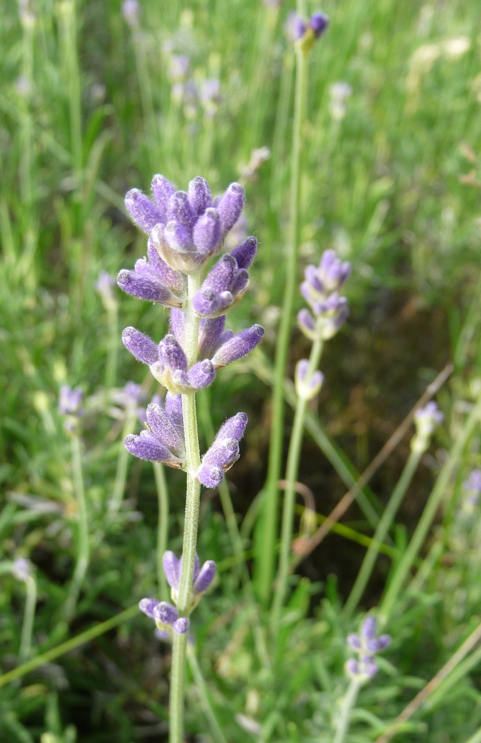 Lavendel