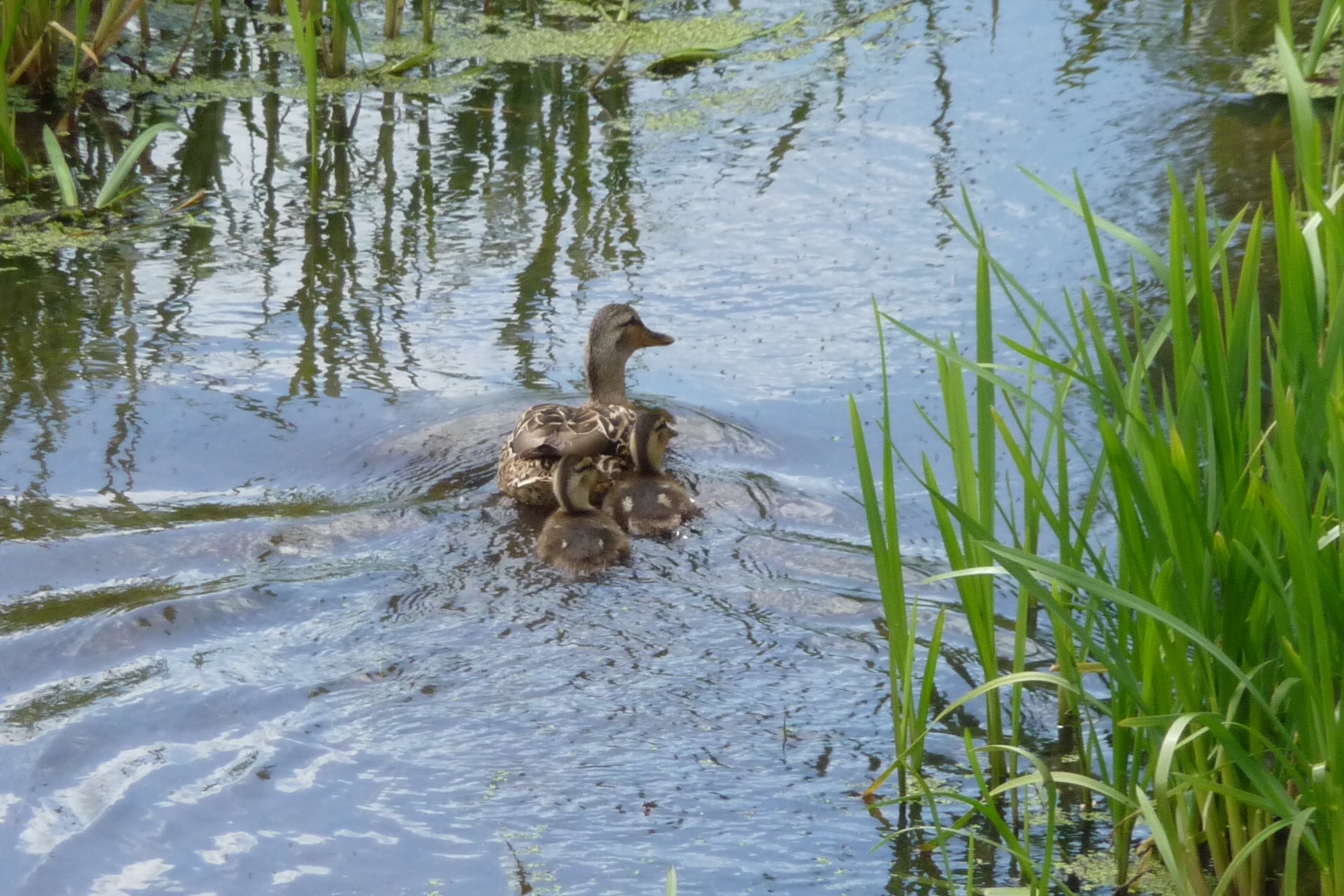 Eend met twee kleintjes