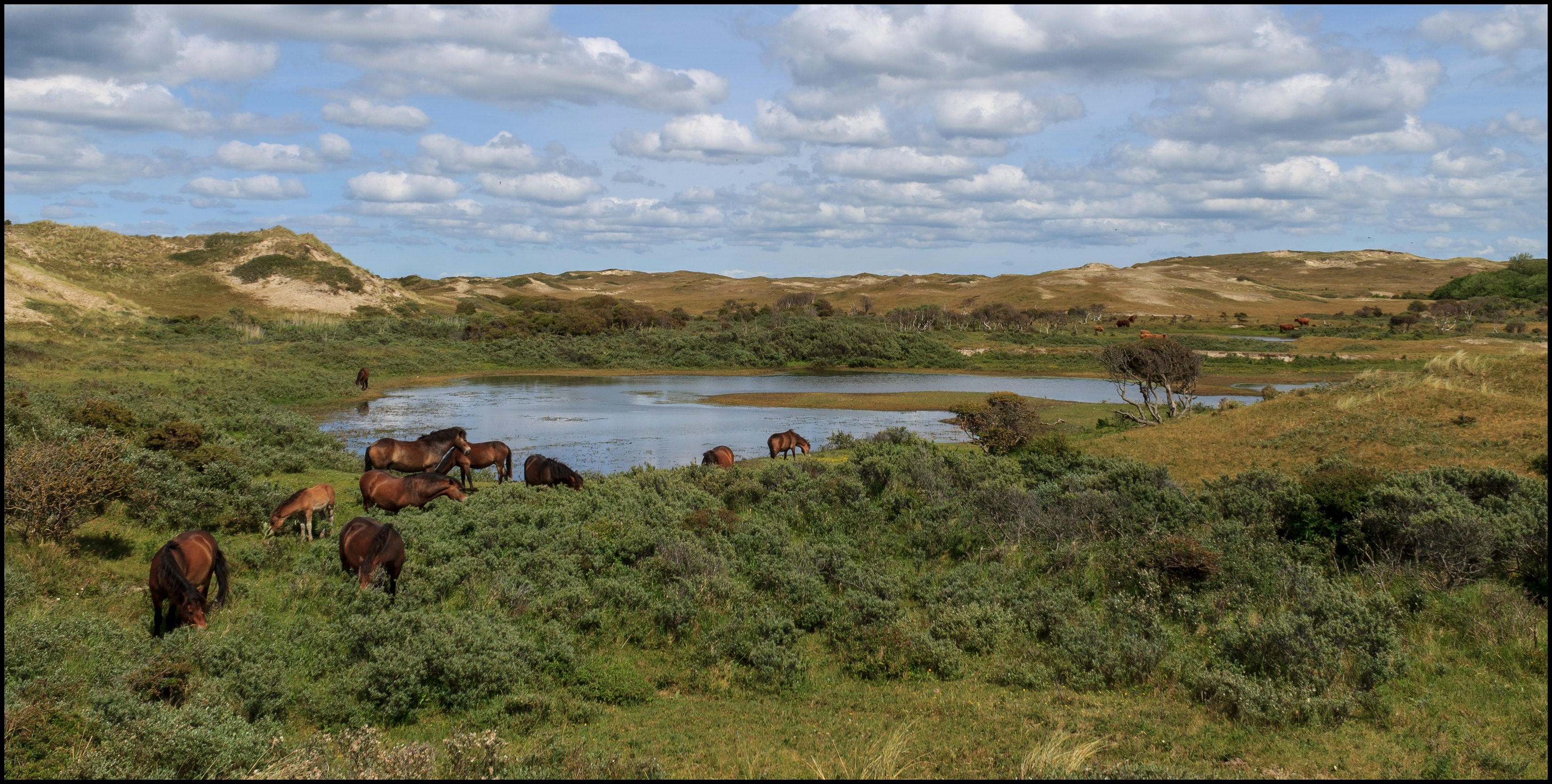 Paarden in de duinen. 