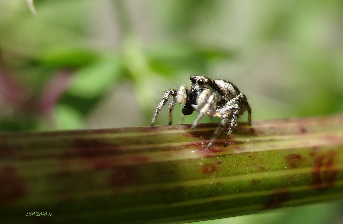 Zebraspringspin 