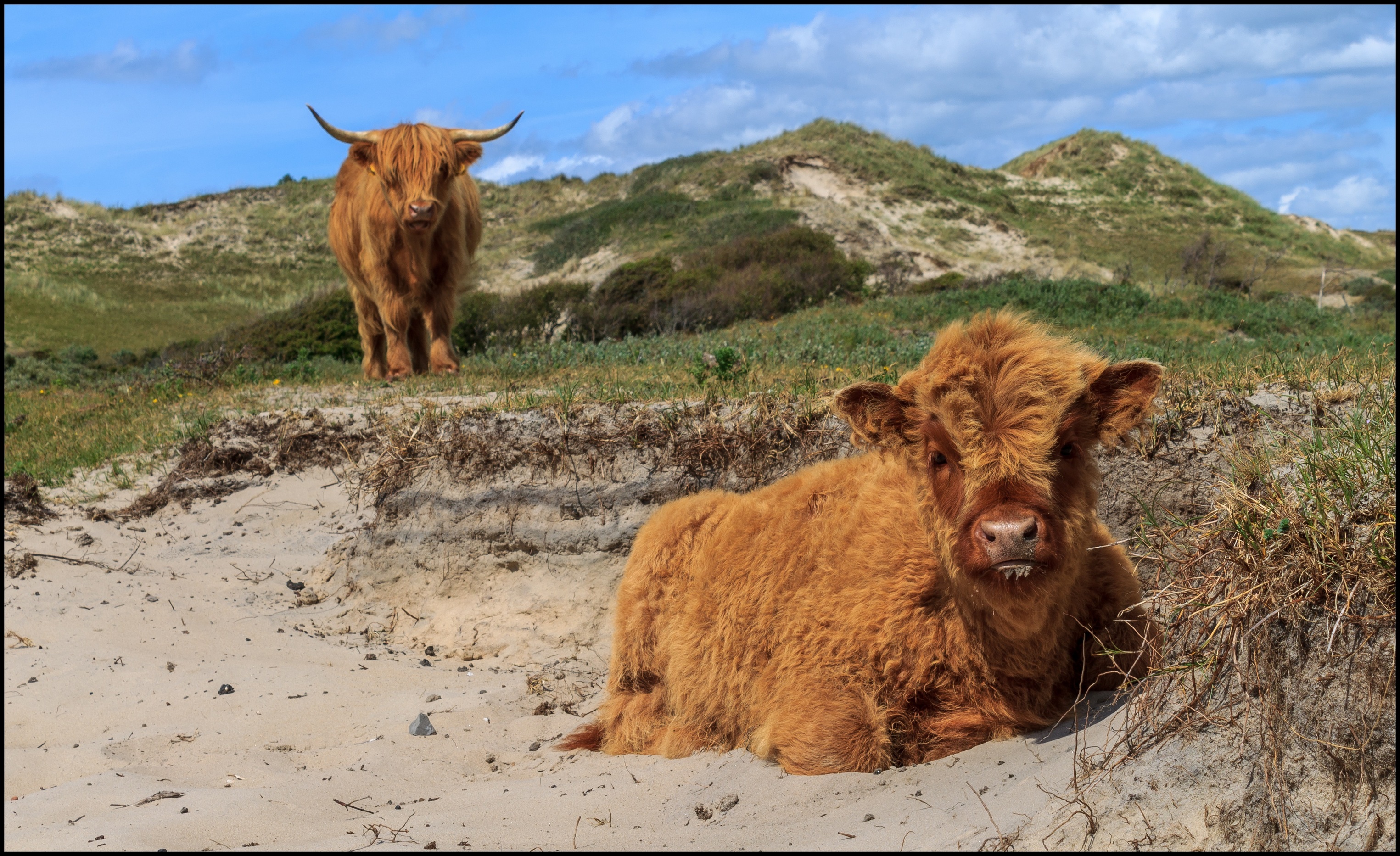 Hooglanders in de duinen.
