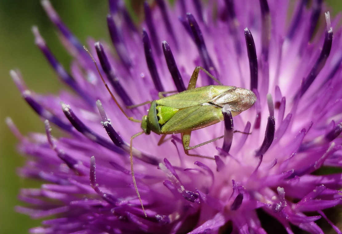 Groene blindwants